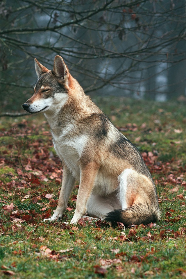 Brown And White Wolf - HD Wallpaper 