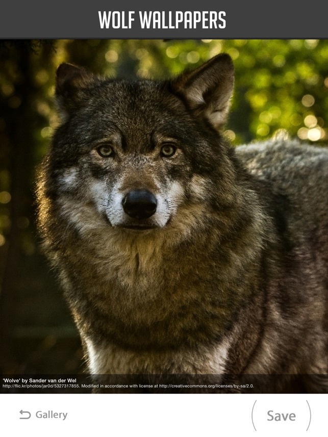Hintergrundbilder Wolves - HD Wallpaper 