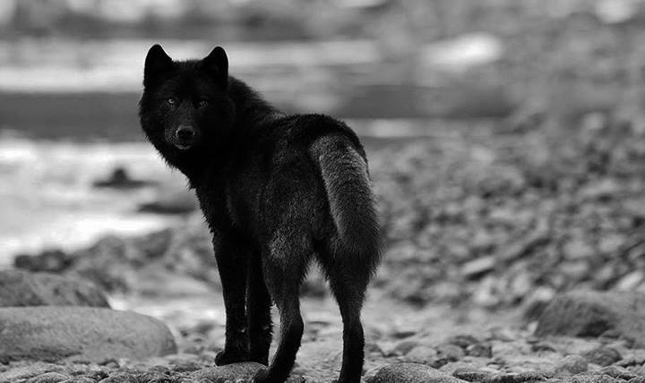 Ultra Hd Black Wolf Wallpapers - HD Wallpaper 