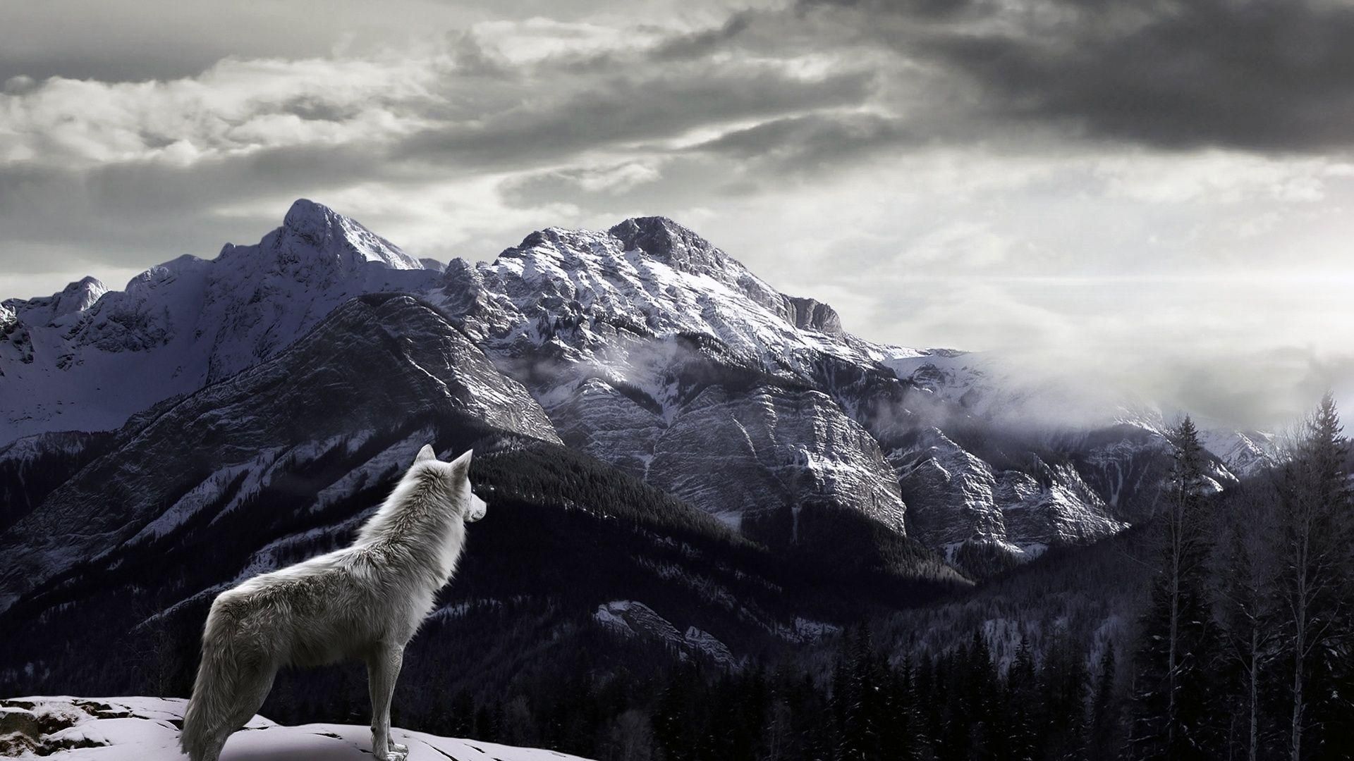 Wolf On Snowy Mountain - HD Wallpaper 
