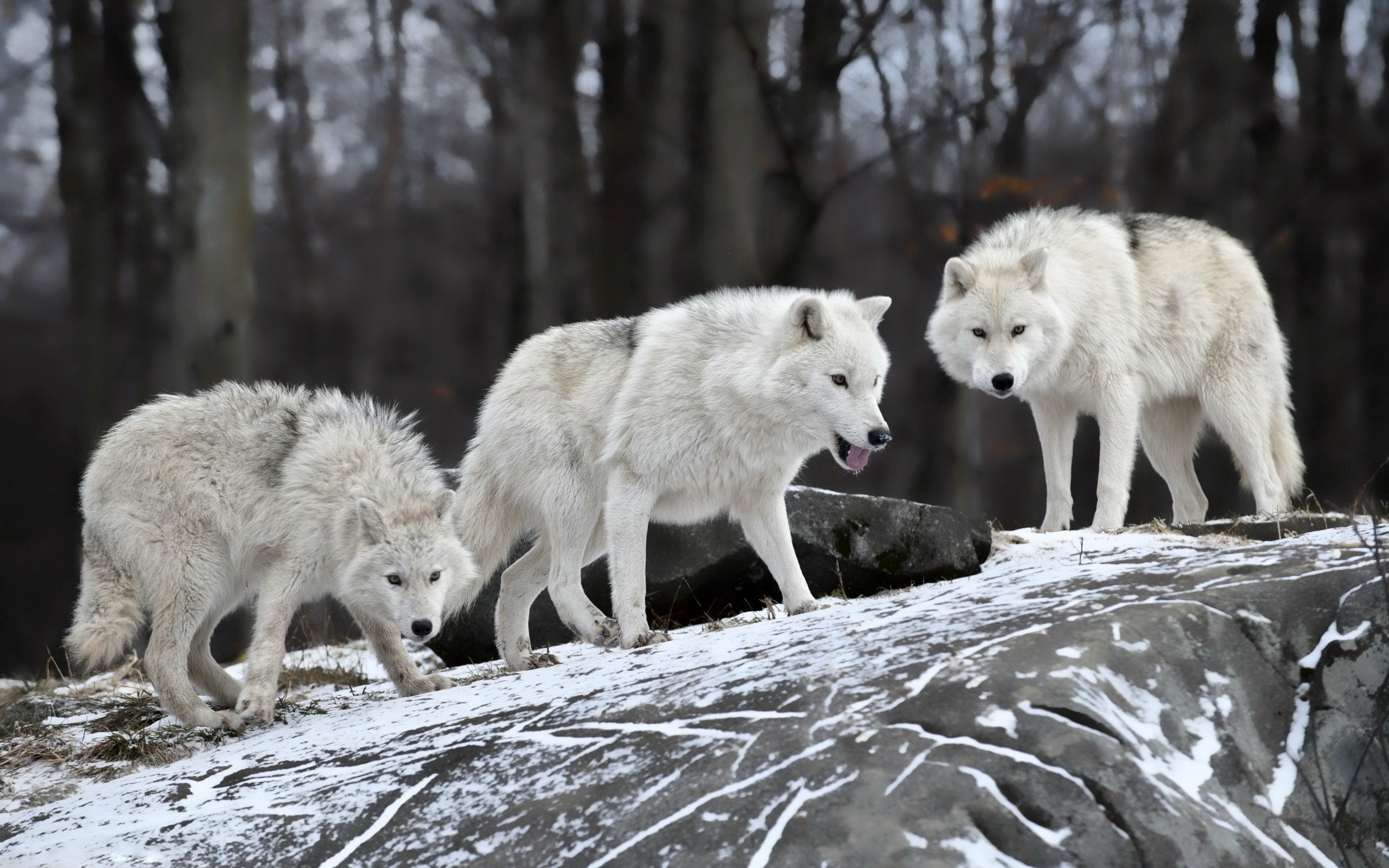 Wolves In Forest Snow - HD Wallpaper 