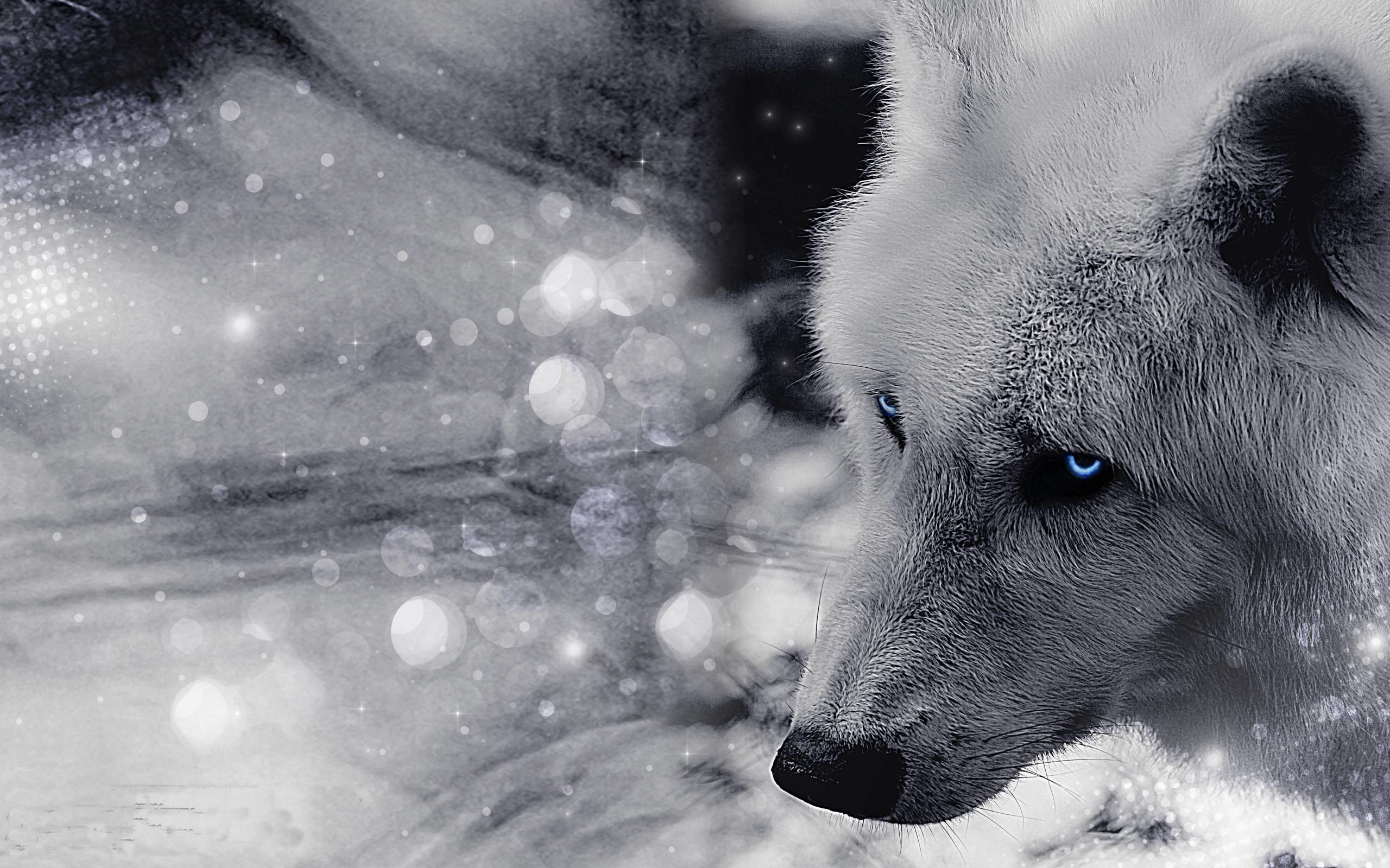 Black And White Arctic Wolf - HD Wallpaper 