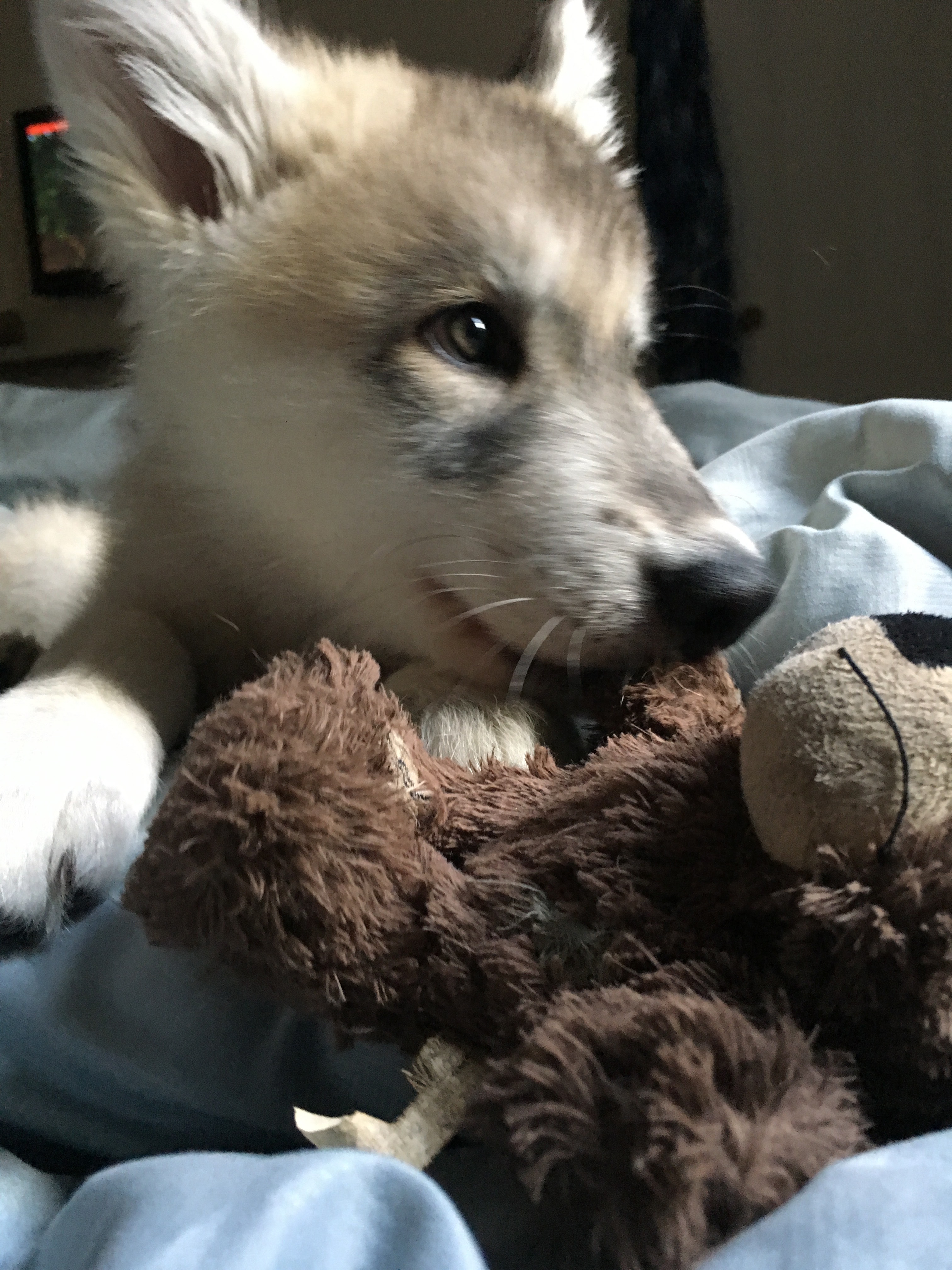 Wolfdog - HD Wallpaper 