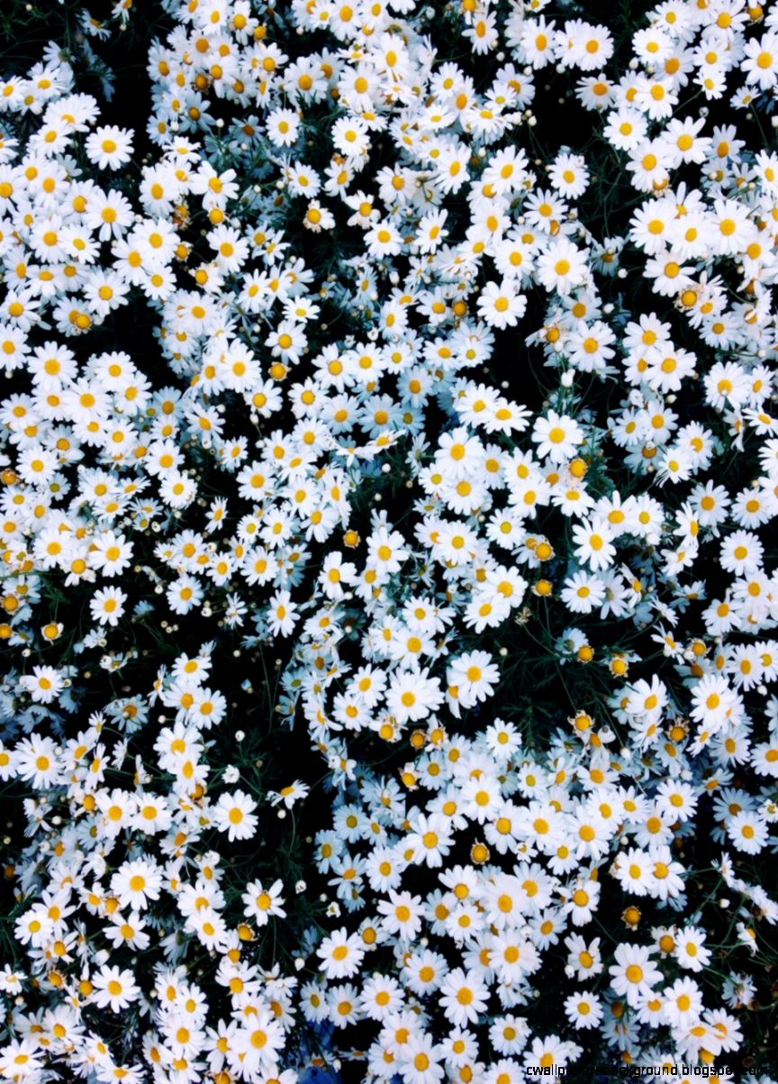 Daisy Flowers Tumblr Wallpaper Picture - Black And White Daisy - HD Wallpaper 