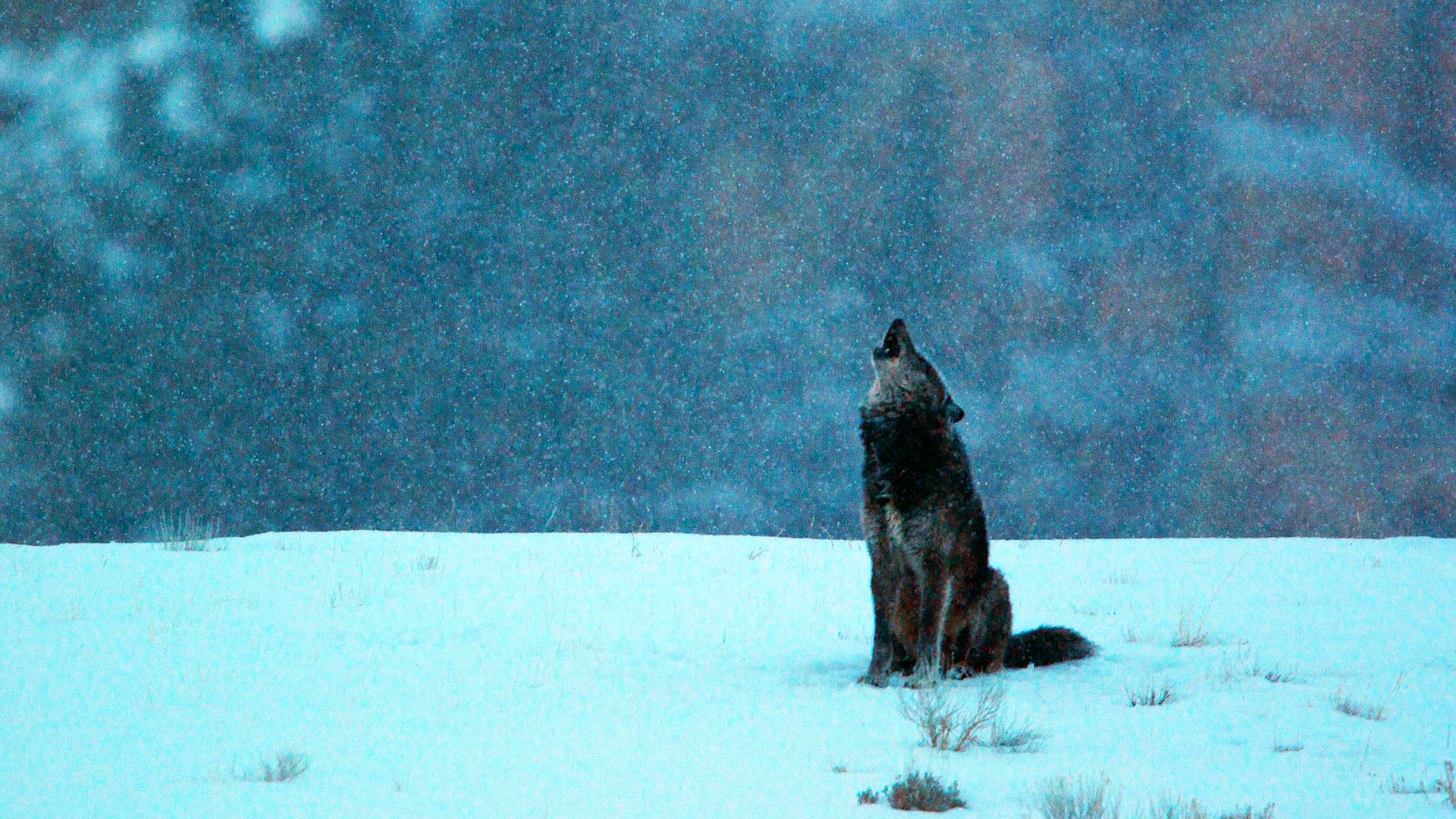 Wolf Hd Wallpaper Nat Geo - HD Wallpaper 