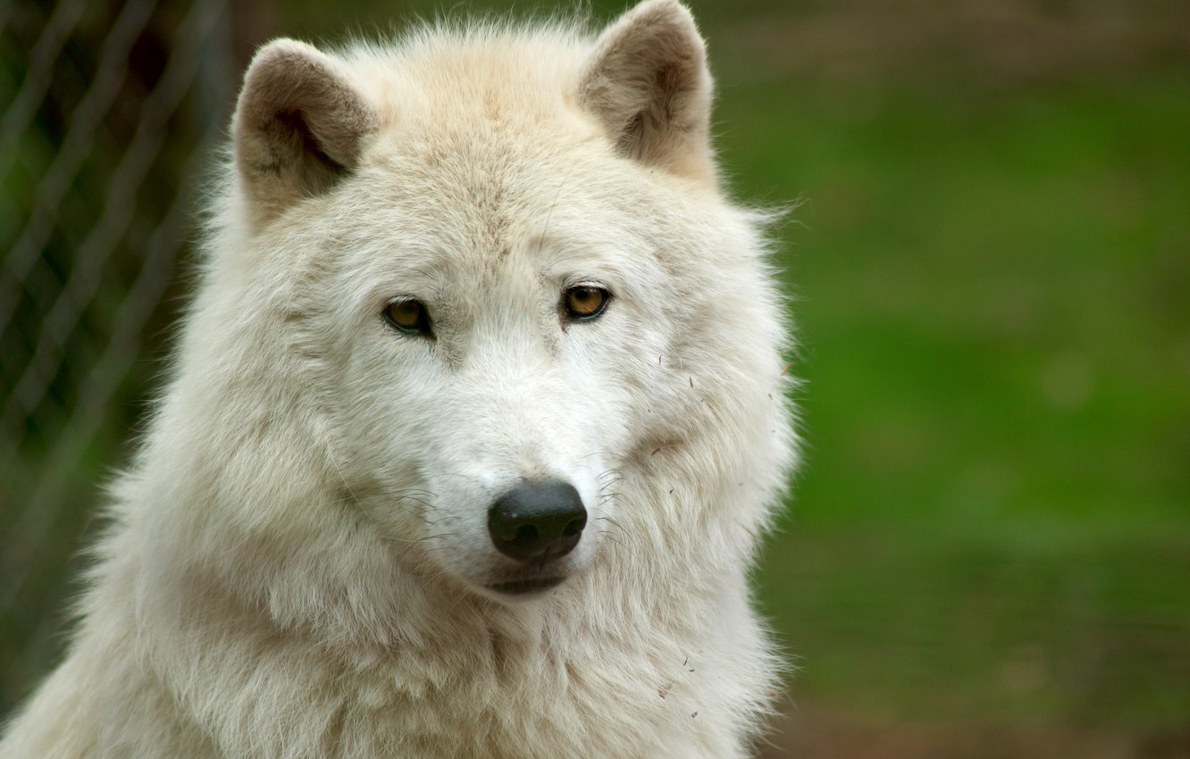 Photo Wallpaper White, Look, Face, Wolf, White Wolf - Wallpaper - HD Wallpaper 