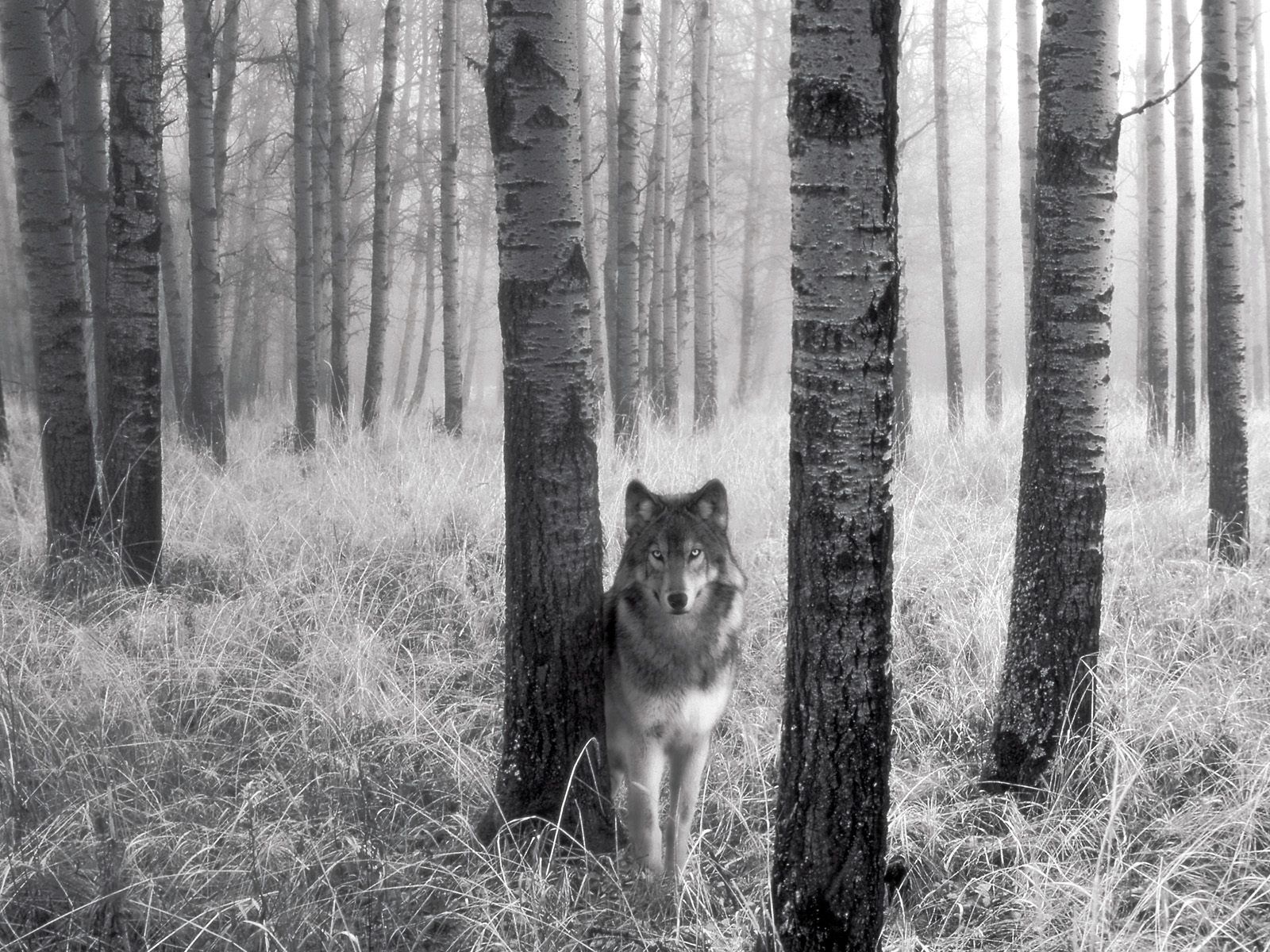 White And Black Wolf Wallpaper Images Free Download - Wolf In The Forest - HD Wallpaper 