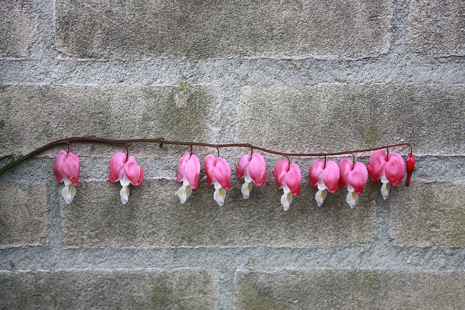 Broken Heart, Flower, Flowers, Garden, Pink, Flora, - Pacific Bleeding Heart - HD Wallpaper 