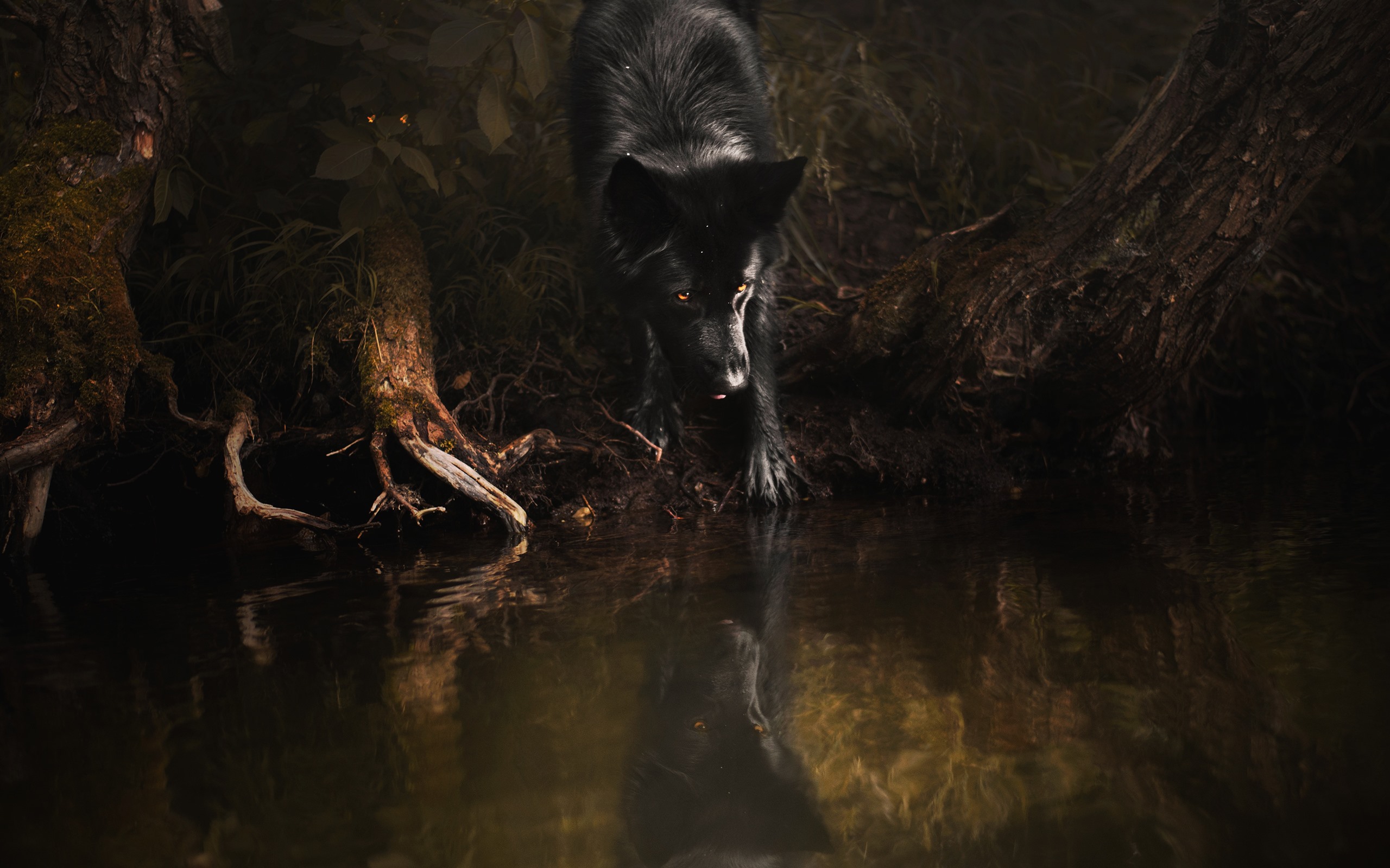 Black Wolf Yellow Eyes - HD Wallpaper 