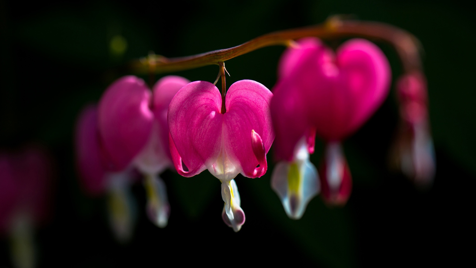 Black Background Flower Hd - HD Wallpaper 