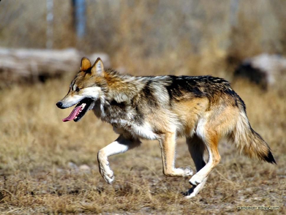 Mexican Wolf Animals Lobo Lone Solitude Wolf Hd Wallpaper,animals - Texas Wolf - HD Wallpaper 