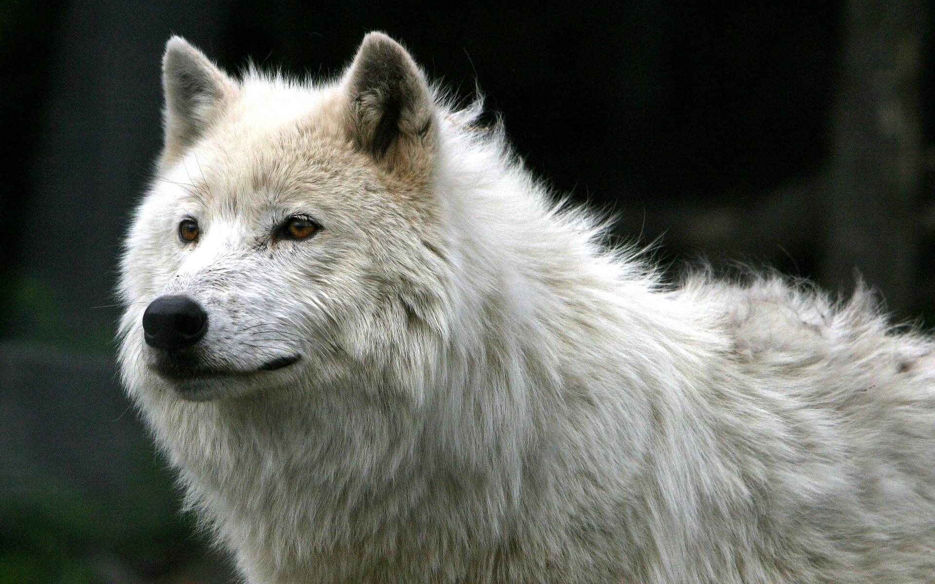 Animals Mammal Wildlife Wolf Predator Nature Wild Canine - White Wolf Hd - HD Wallpaper 