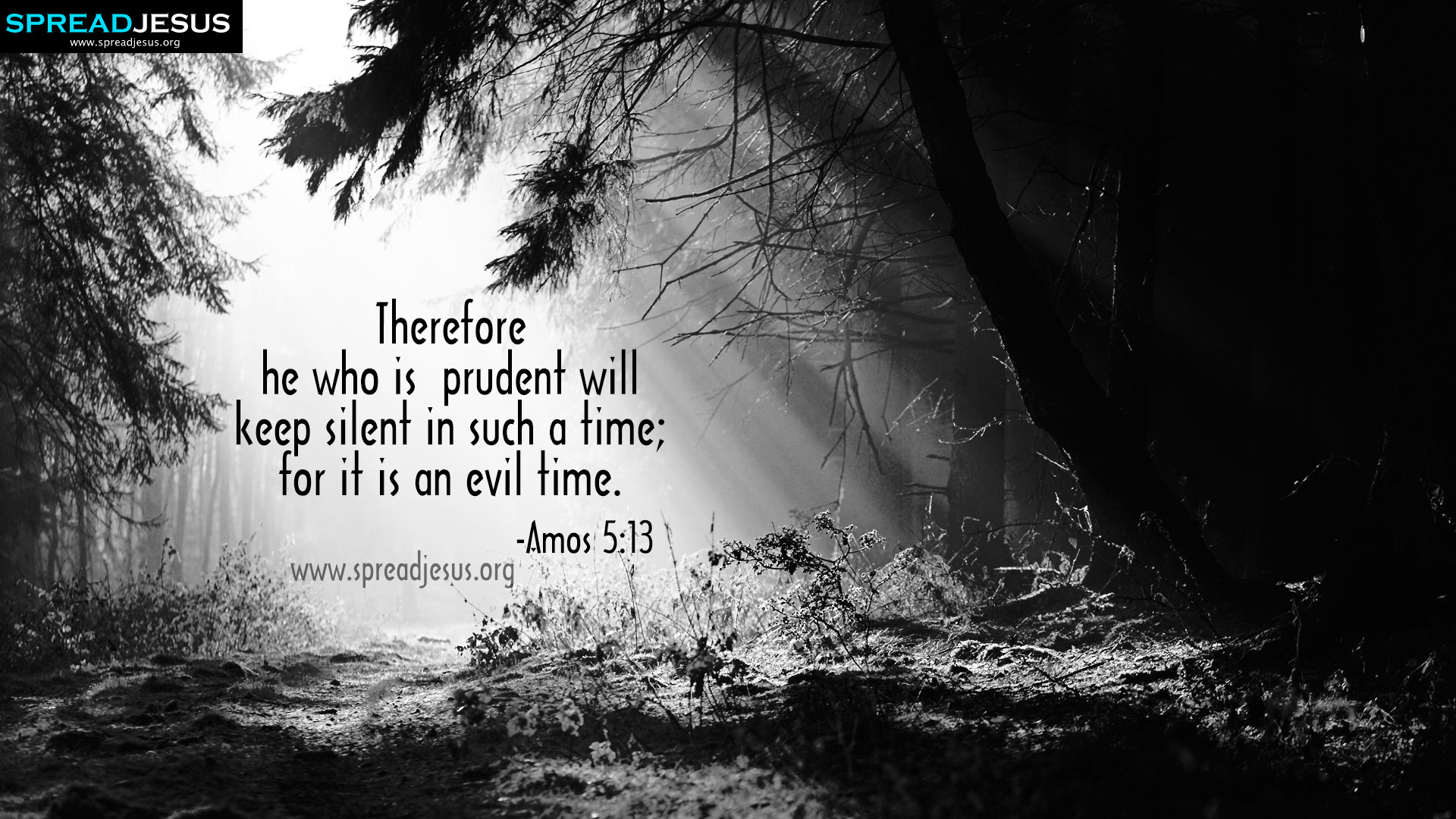 13 Bible Quotes Hd Wallpapers,facebook Timeline Covers - Tyndall Effect In Forest - HD Wallpaper 