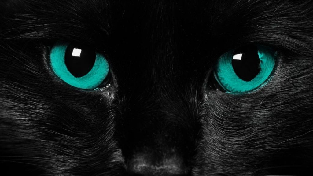 Desktop Hd Black Wolf Wallpaper - Black Cat Eyes Up Close - HD Wallpaper 