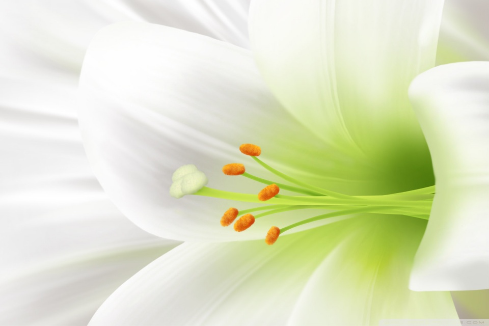 Beautiful Lily Flowers Hd - HD Wallpaper 