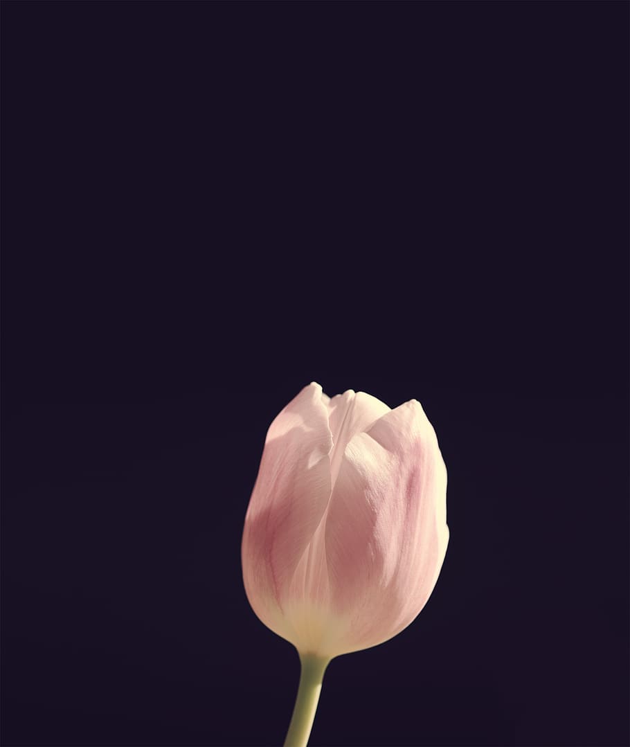 Tulip, Flower, Blossom, Android Wallpaper, Freshness, - Papel De Parede Tulipa - HD Wallpaper 