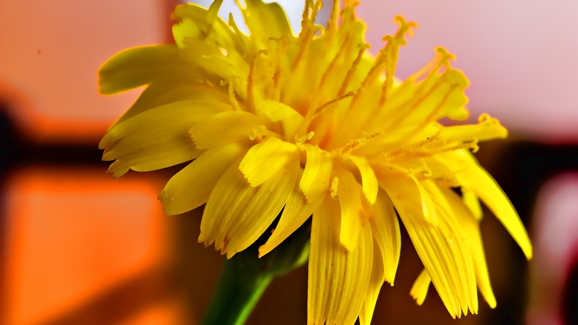 Yellow Flowers Wallpaper 1080p - HD Wallpaper 