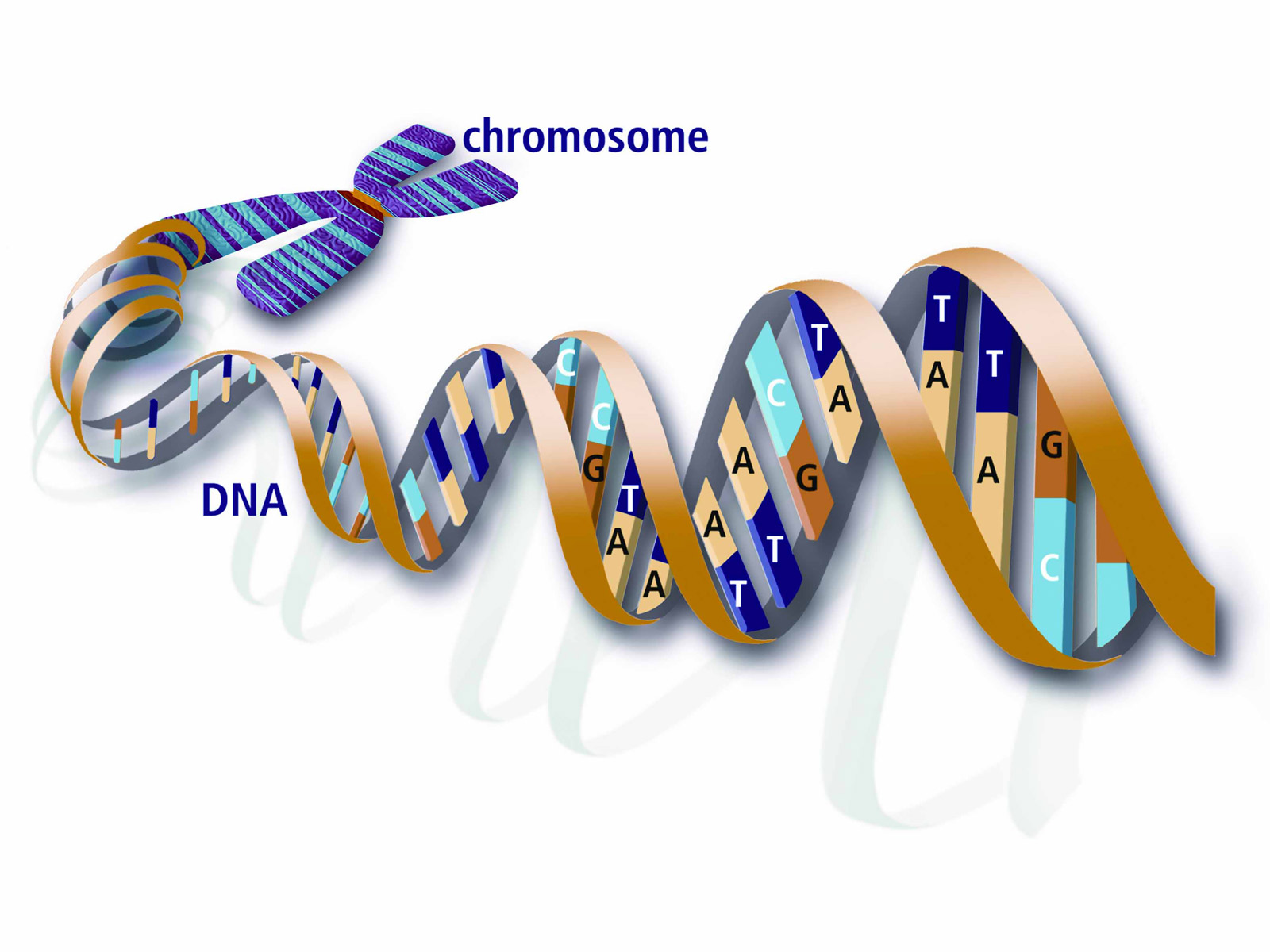 Chromosome - Genes And Dna Double Helix - HD Wallpaper 