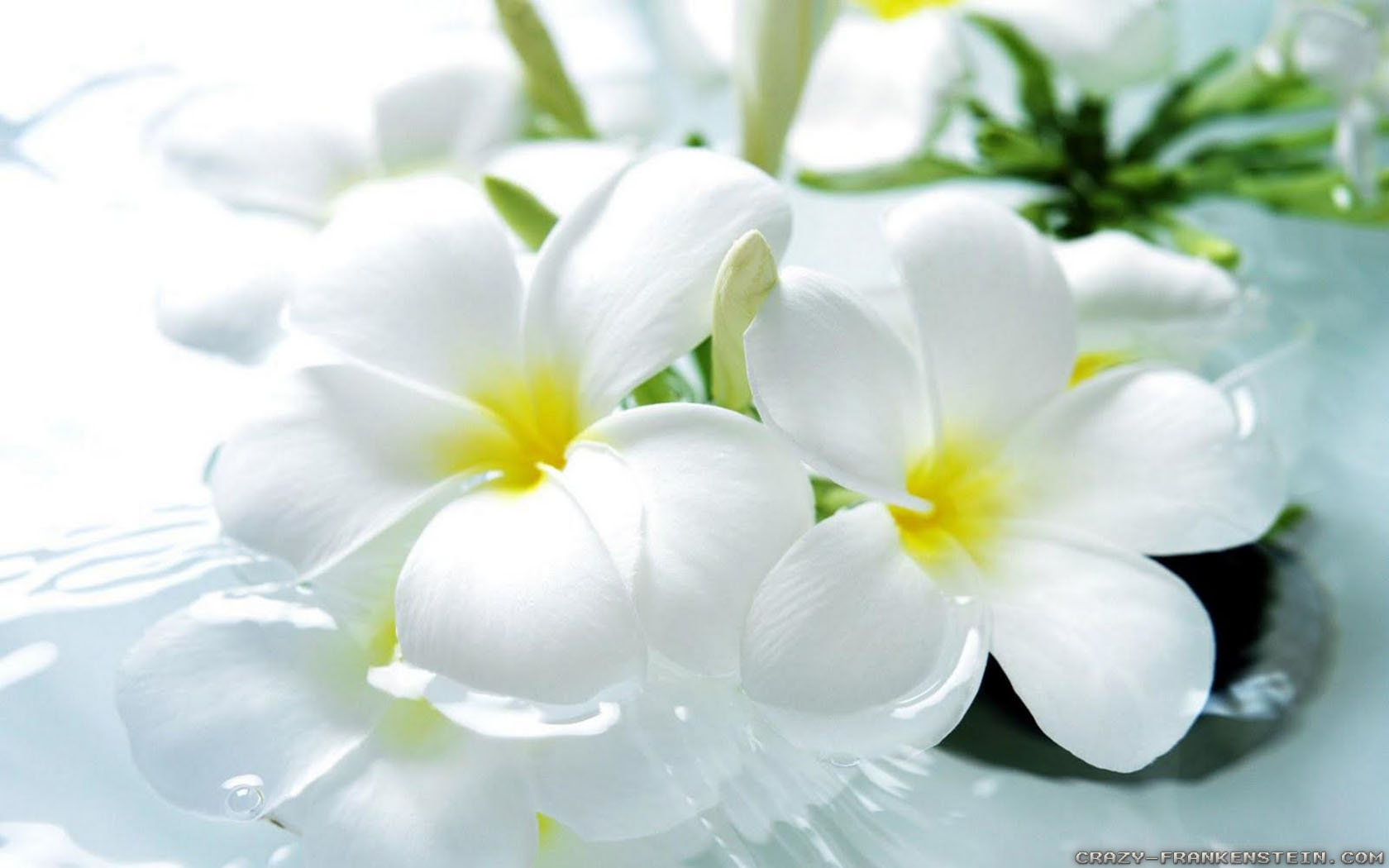 Flower Beautiful White Rose - HD Wallpaper 