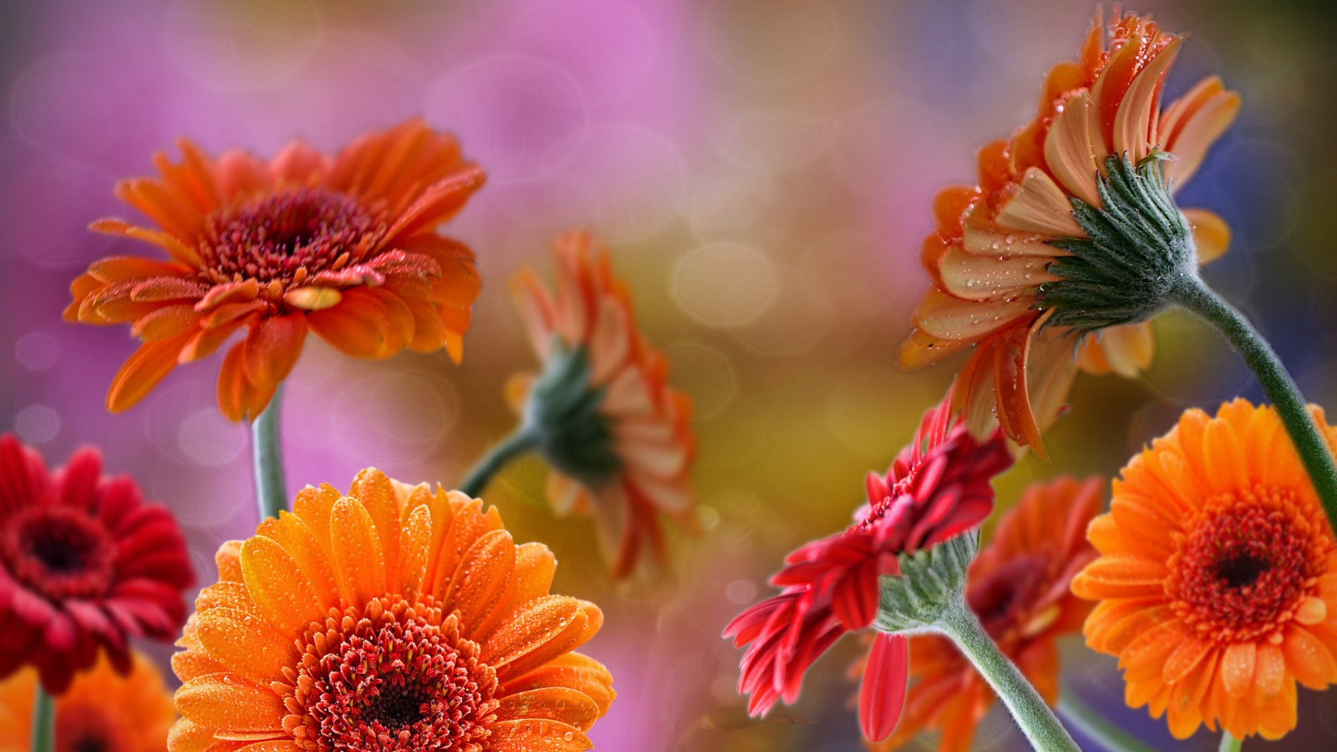 Best Gerbera Wallpaper Id - Герберы В Росе - HD Wallpaper 