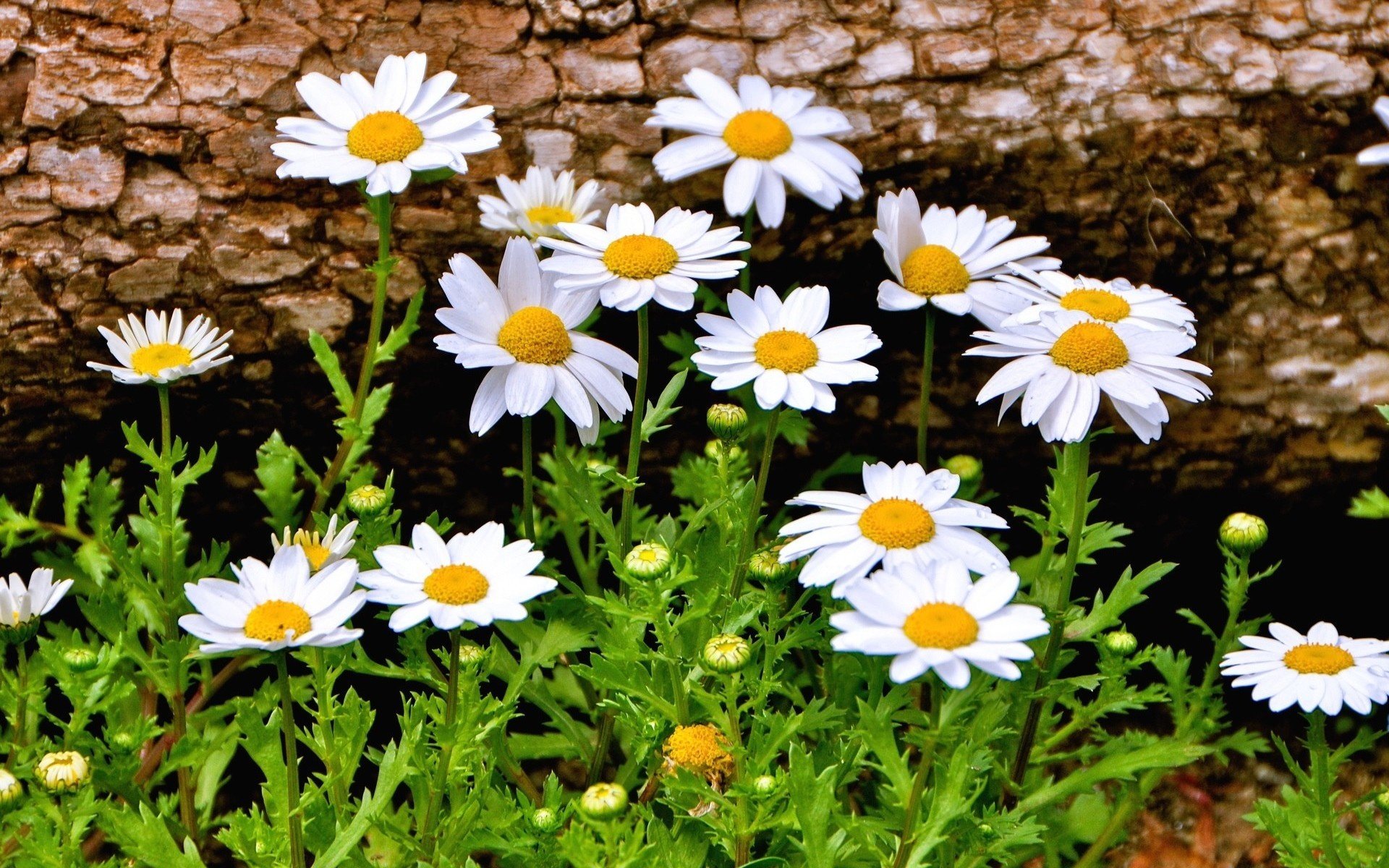 Daisy Flower Wallpapers 1080p On Hd Wallpaper - Beautiful Wallpaper Full Hd Flowers - HD Wallpaper 