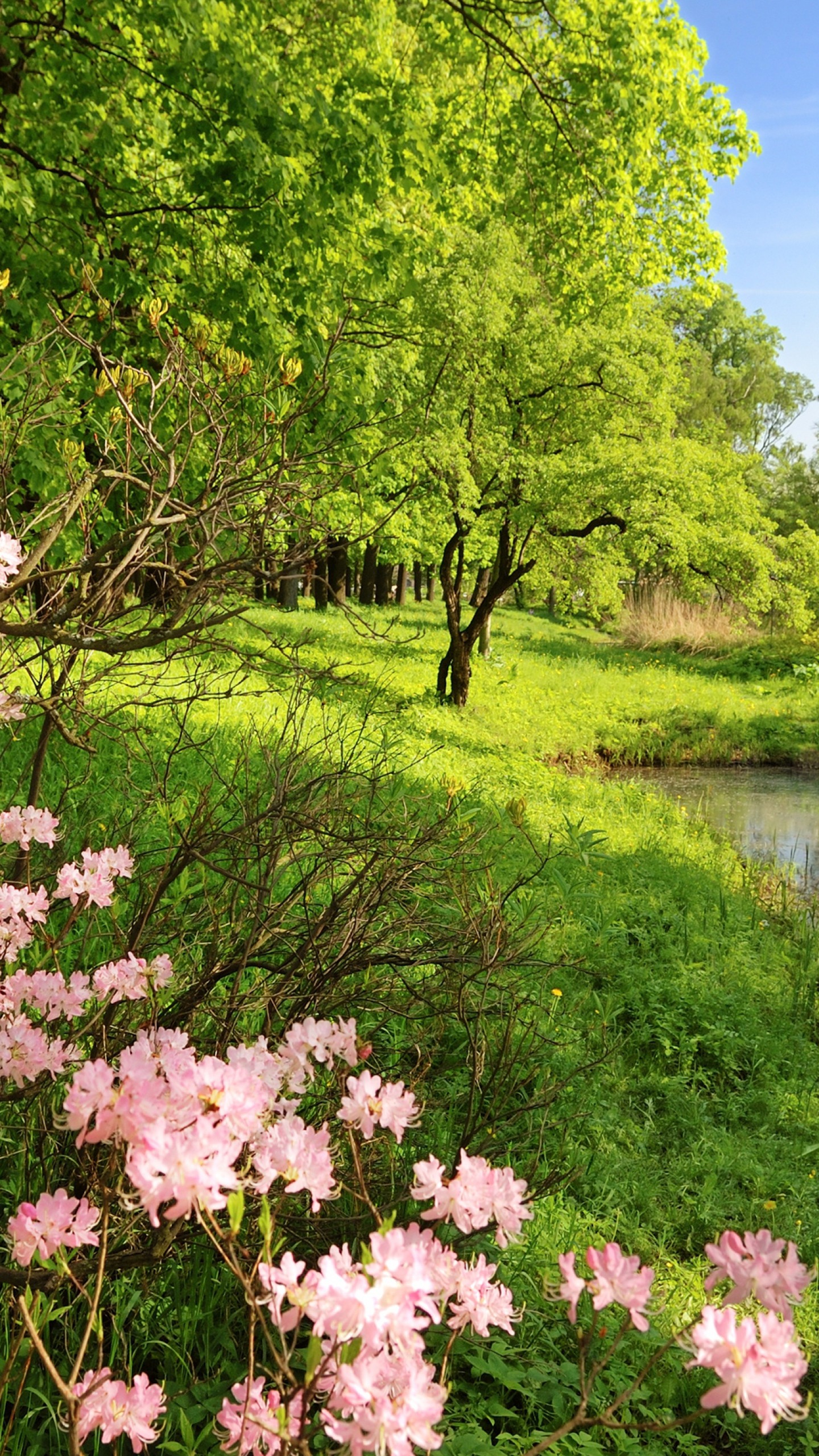 Iphone Wallpaper Hd Bét Forest - HD Wallpaper 