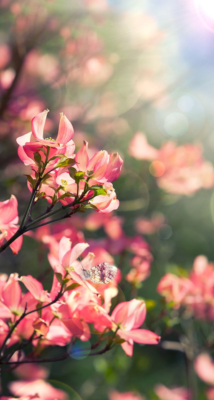 Beautiful Spring Background Iphone - HD Wallpaper 
