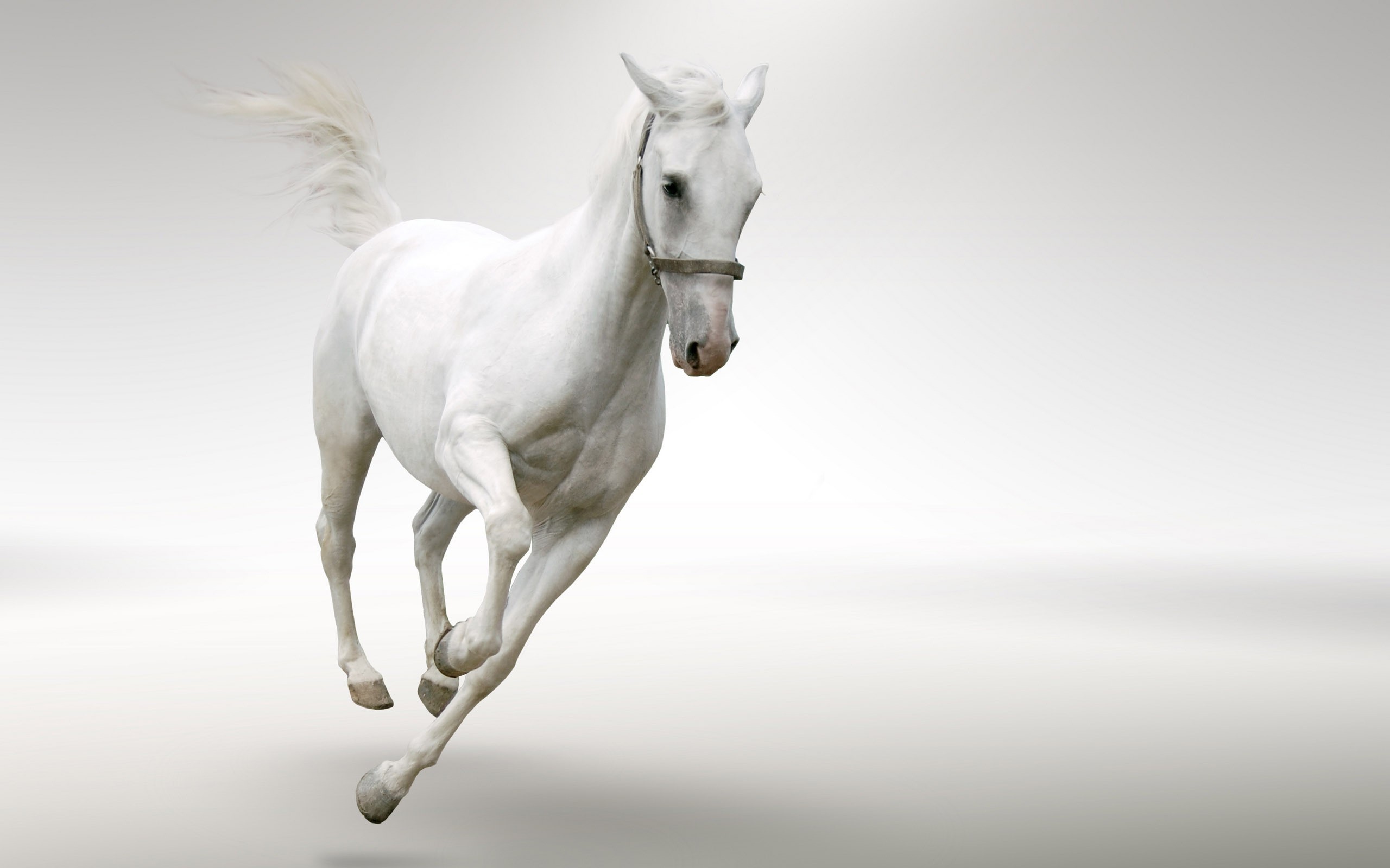 Fast Running White Horse - HD Wallpaper 
