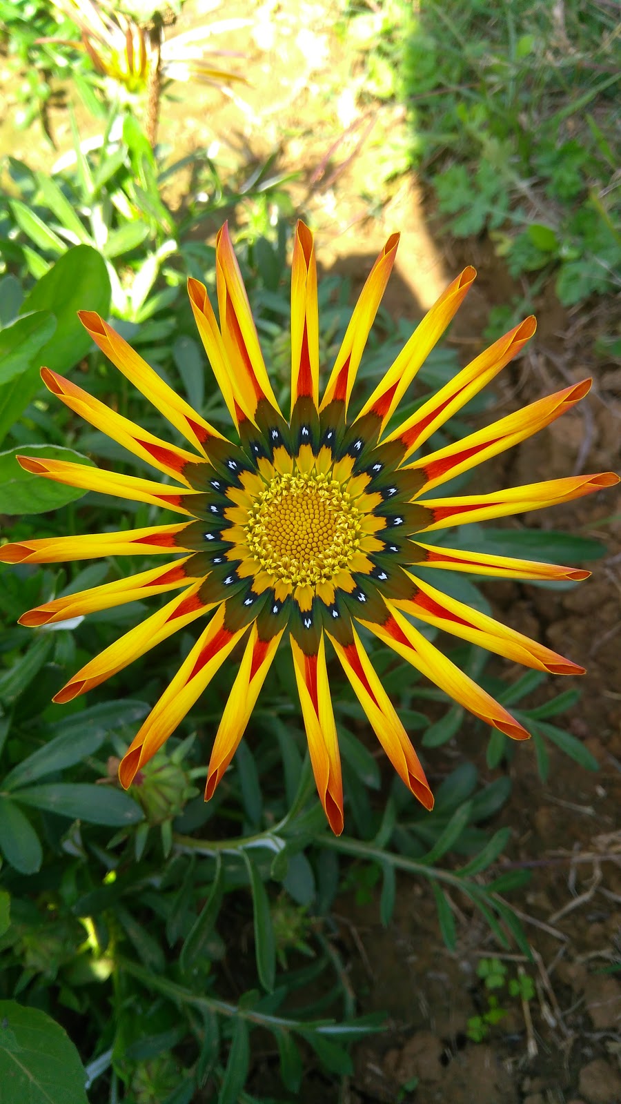African Daisy - 900x1600 Wallpaper - teahub.io
