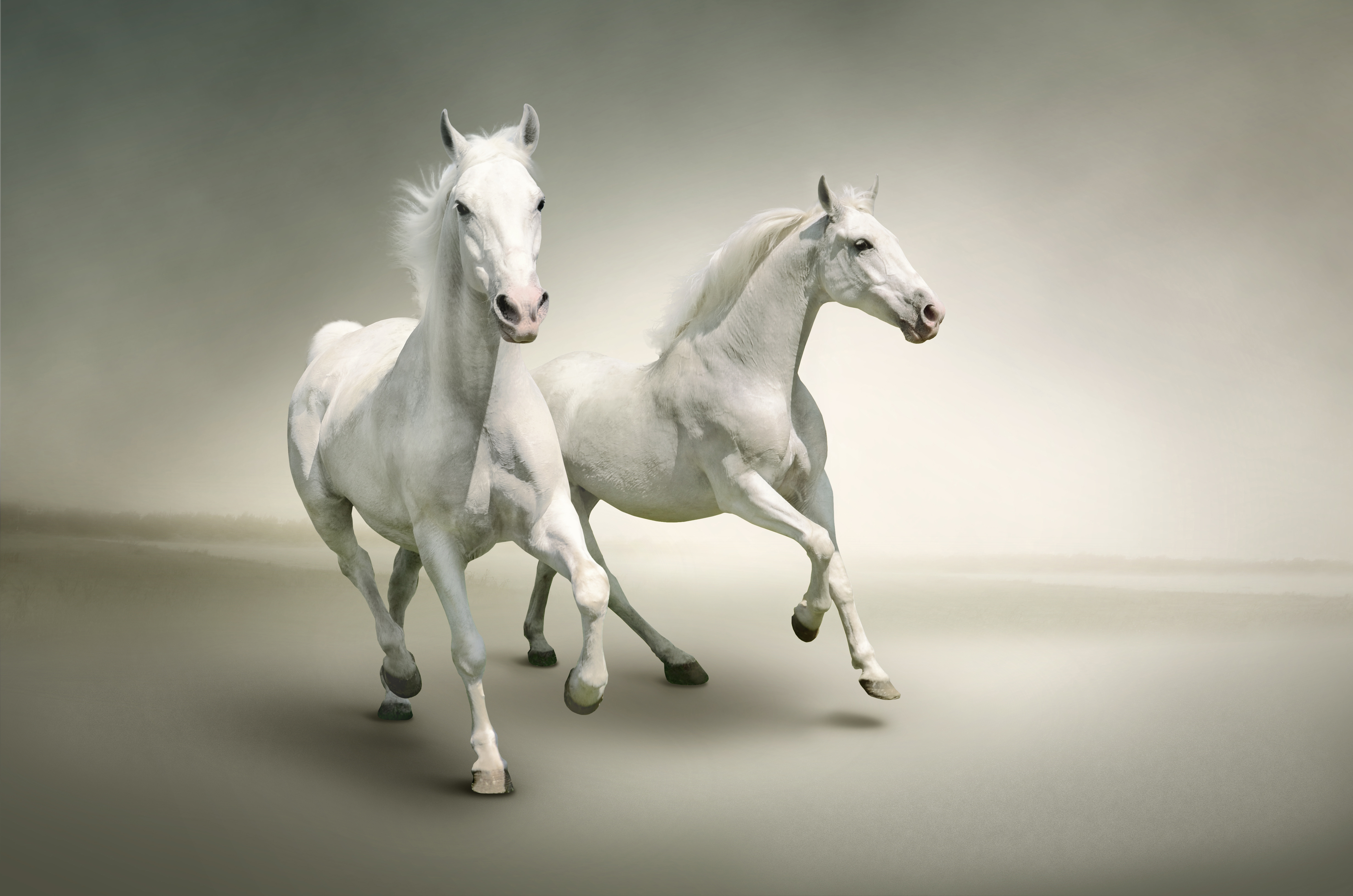 High Resolution White Horse - HD Wallpaper 