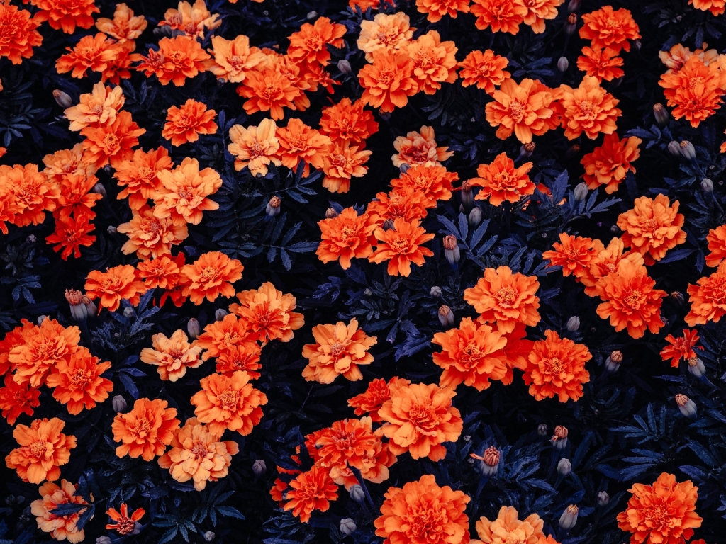 Orange Flowers Wallpaper - Orange Flowers Wallpaper Hd - HD Wallpaper 