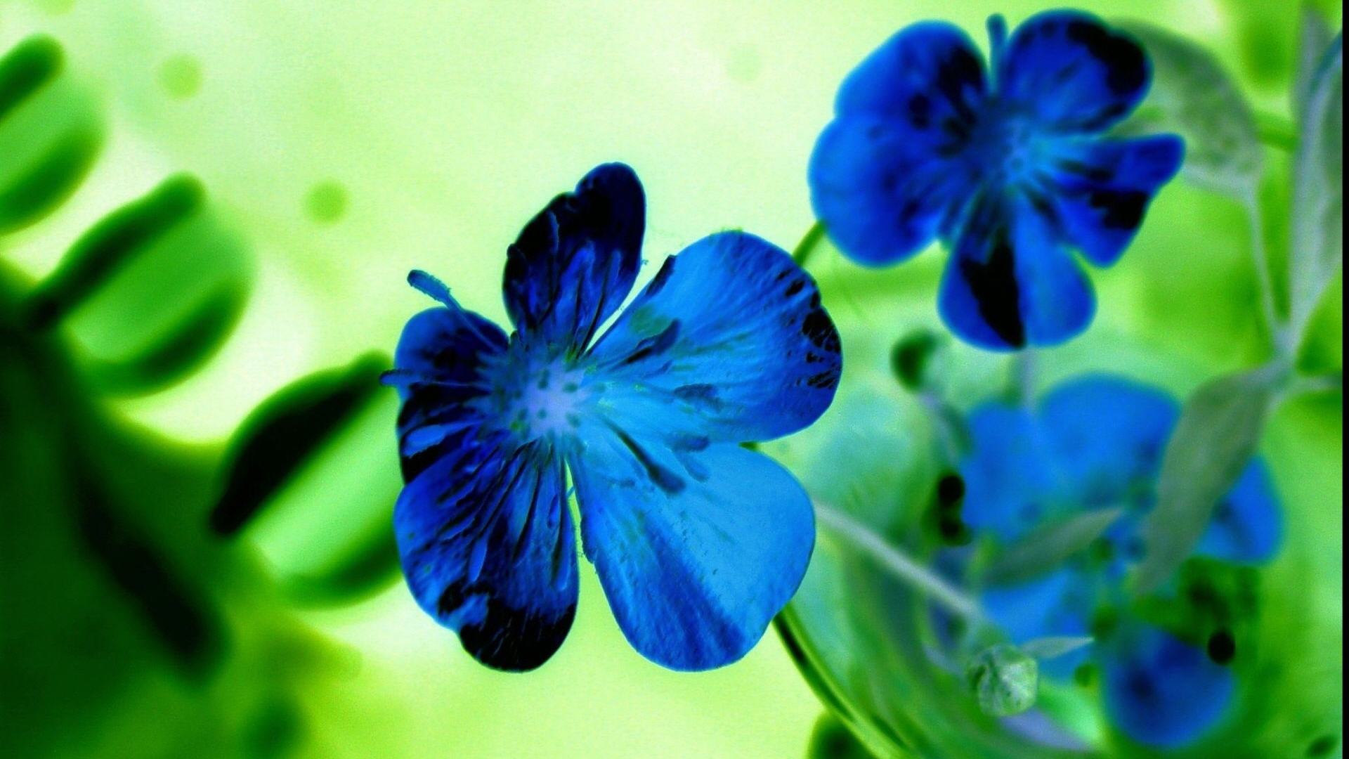 Beautiful Blue Flowers Hd - HD Wallpaper 
