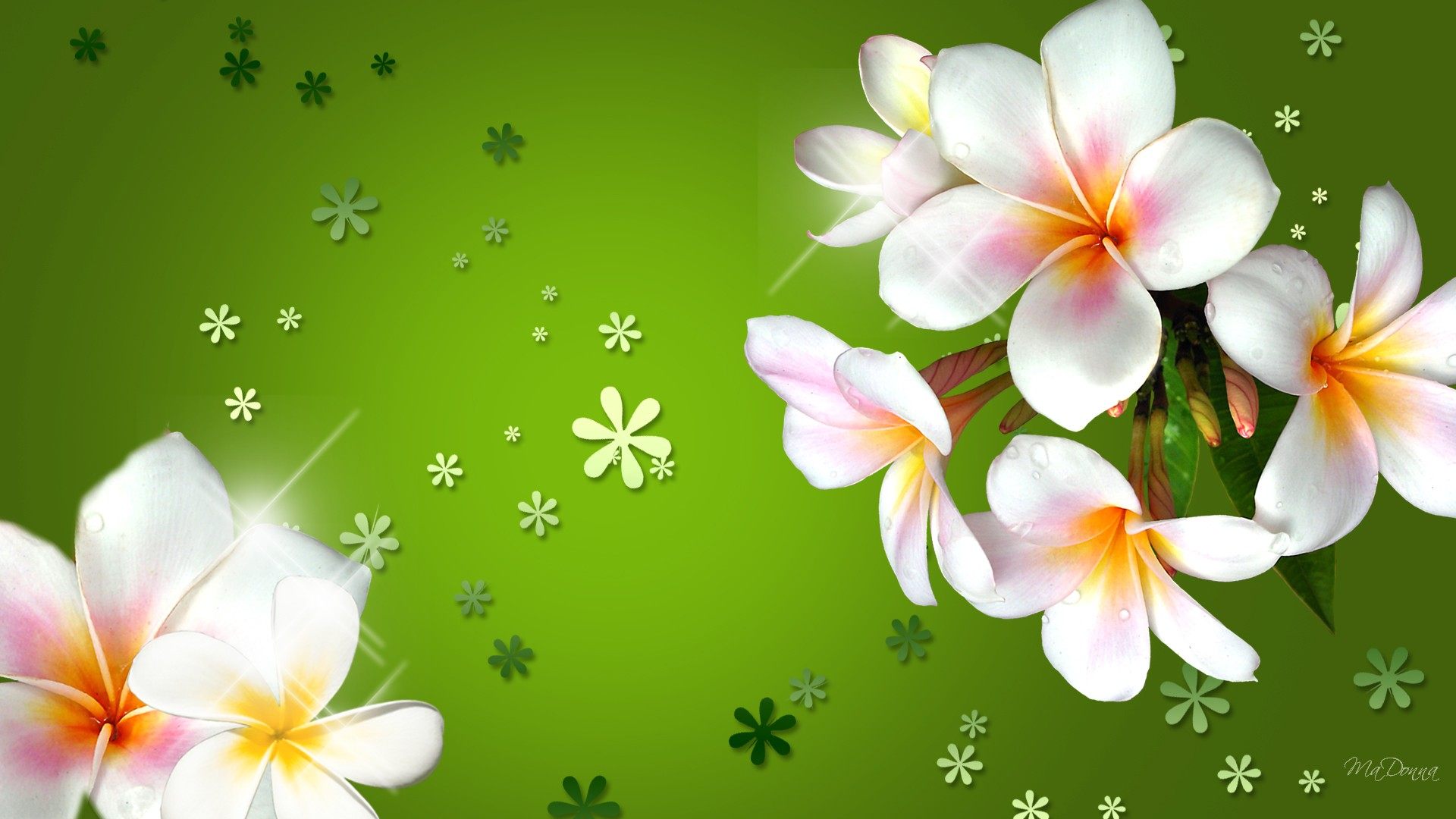 Beautiful Flowers Wallpapers Px - HD Wallpaper 