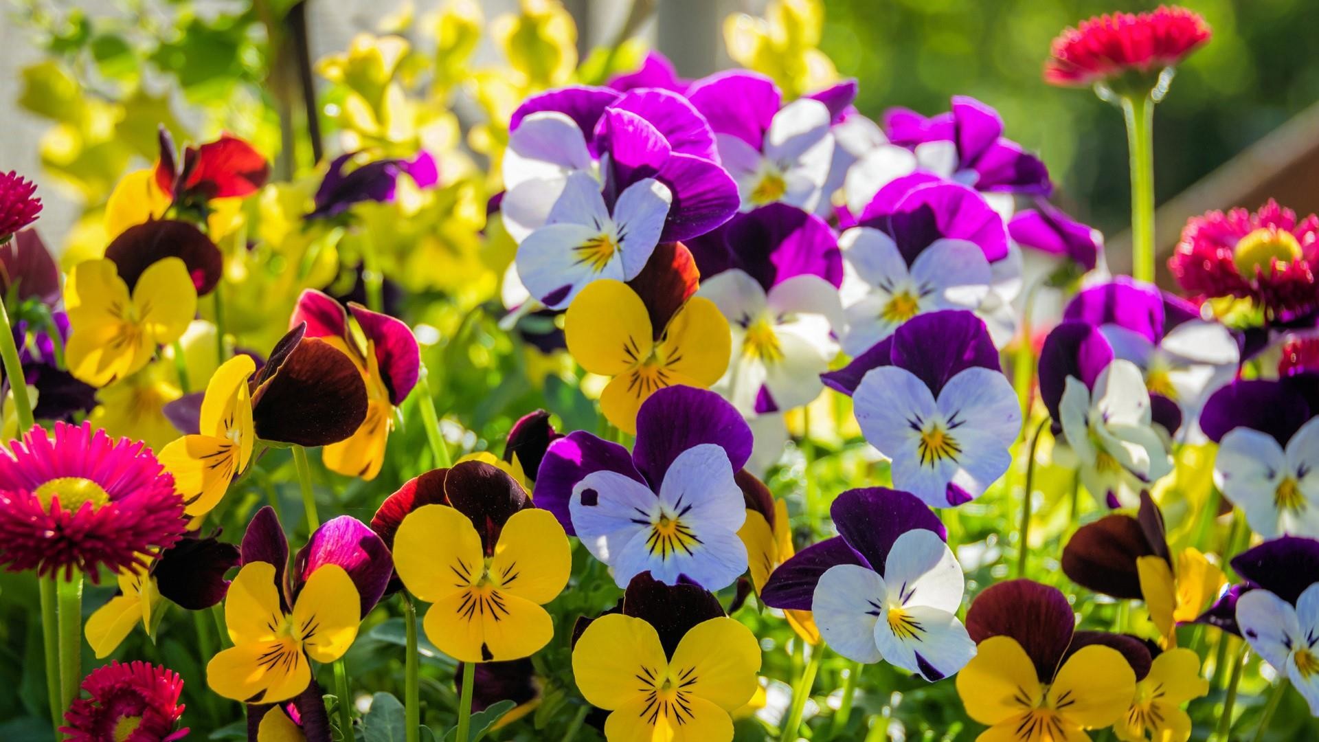 1920x1080, Pansy Flowers Wallpaper - Hd Pics Of Pansy Flower - HD Wallpaper 