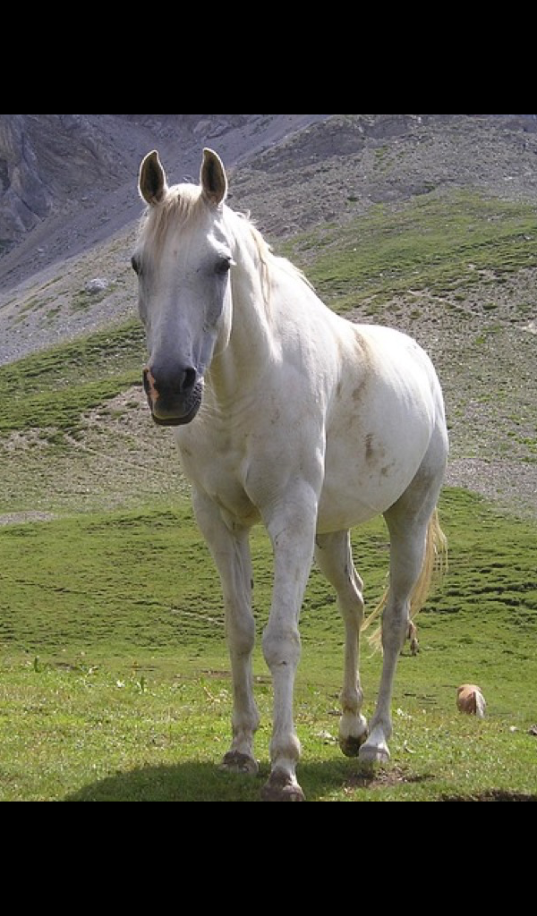 White Small Horse - HD Wallpaper 