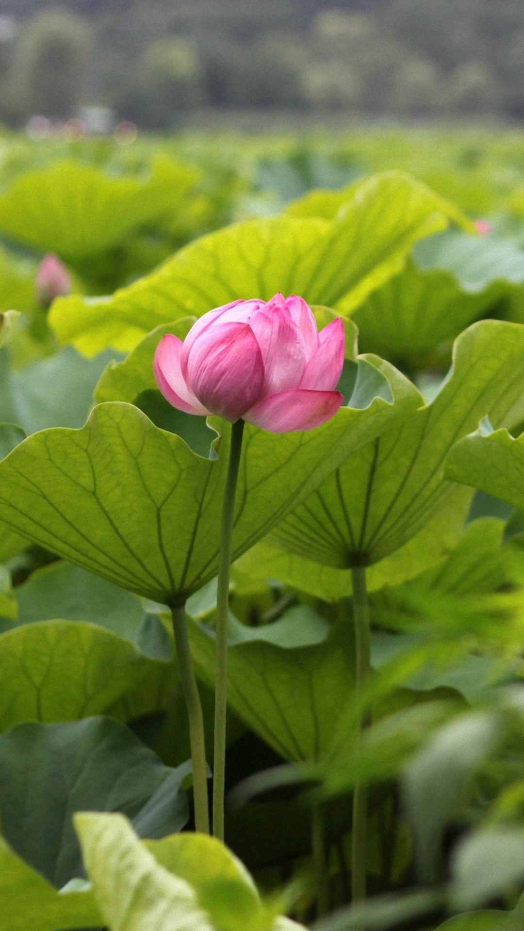 Flower Android Wallpaper With Hd Resolution - Flower Android - HD Wallpaper 