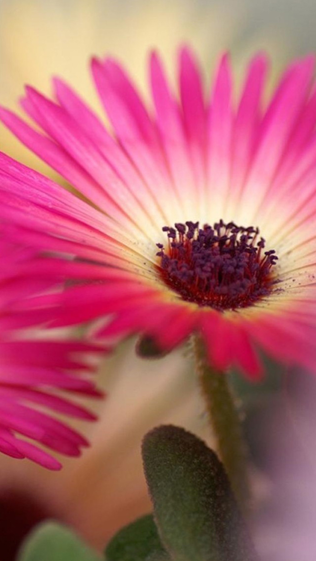 Pink Daisy Flower Macro Iphone 8 Wallpaper Download - Iphone Hd Flowers Wallpaper For Mobile - HD Wallpaper 