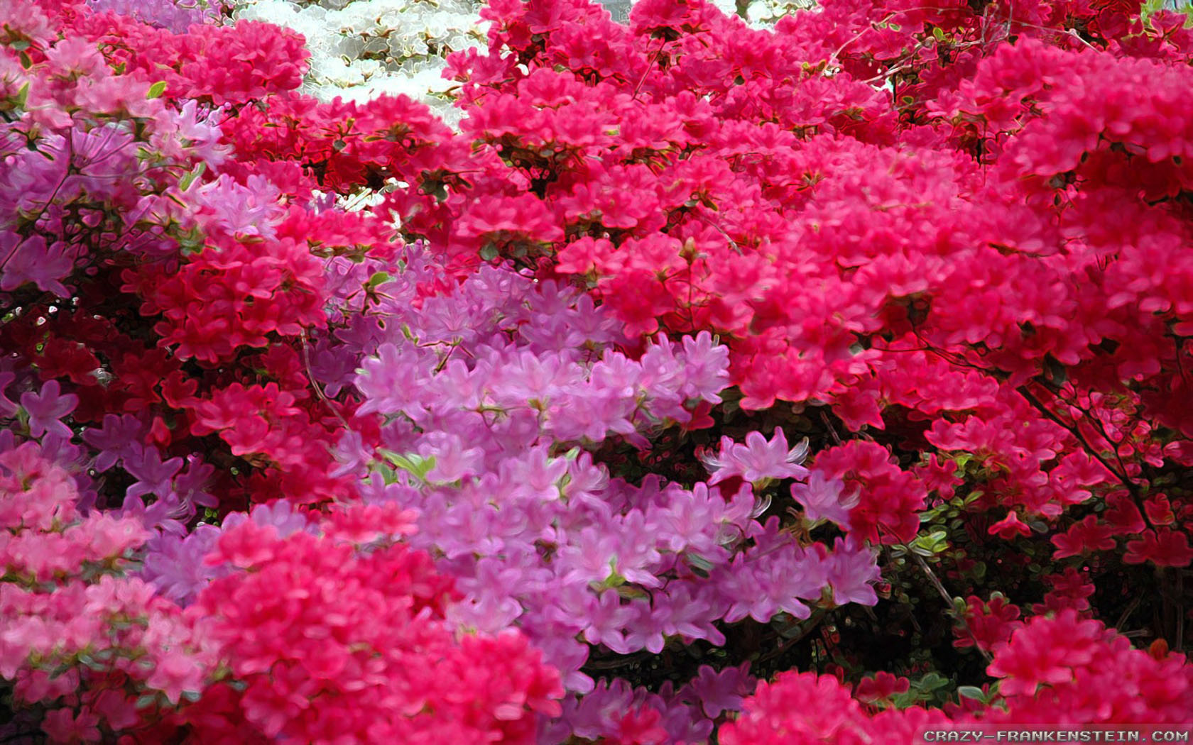 Most Beautiful Indian Flowers - HD Wallpaper 