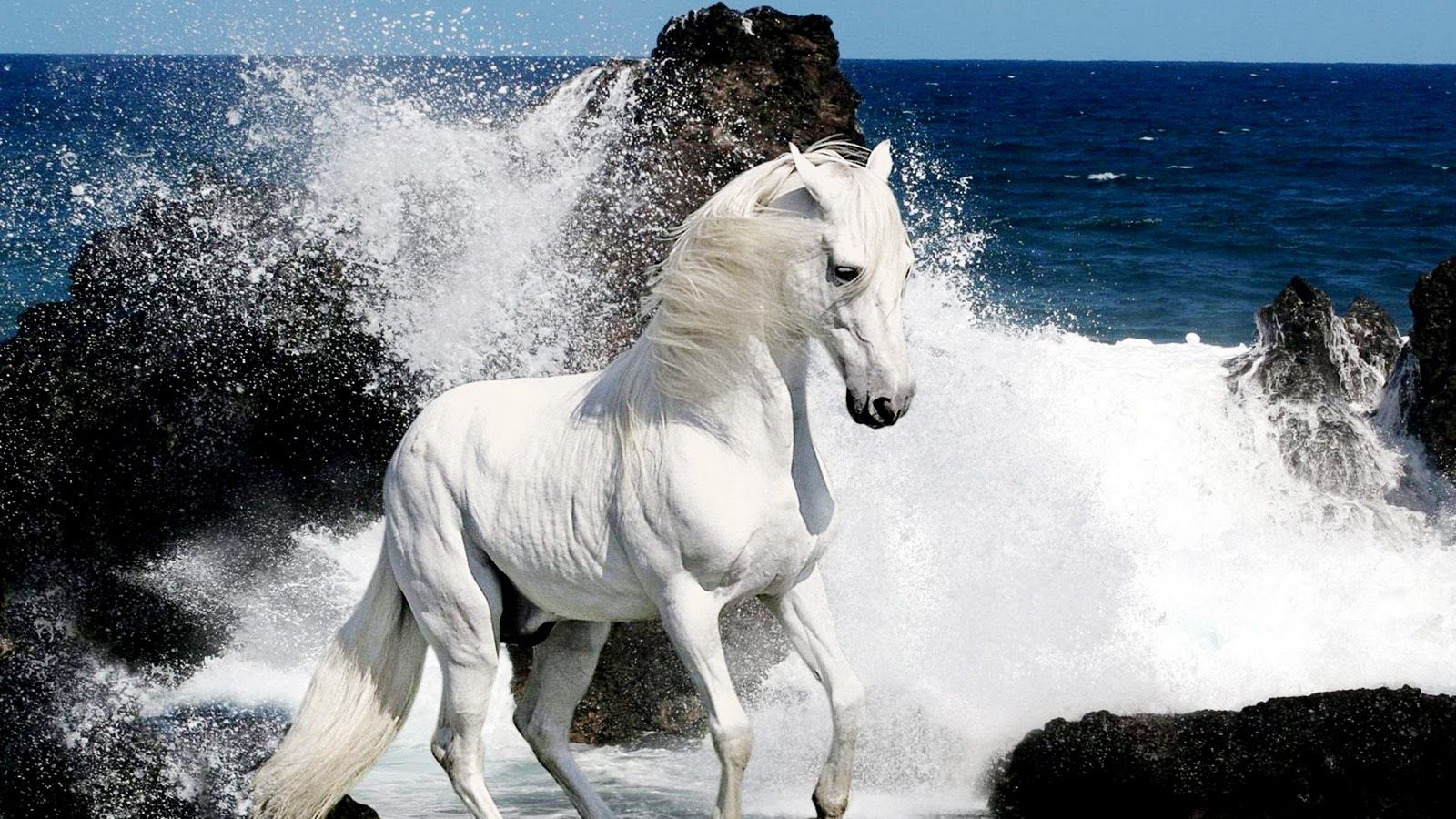 White Wallpaper Horses - HD Wallpaper 