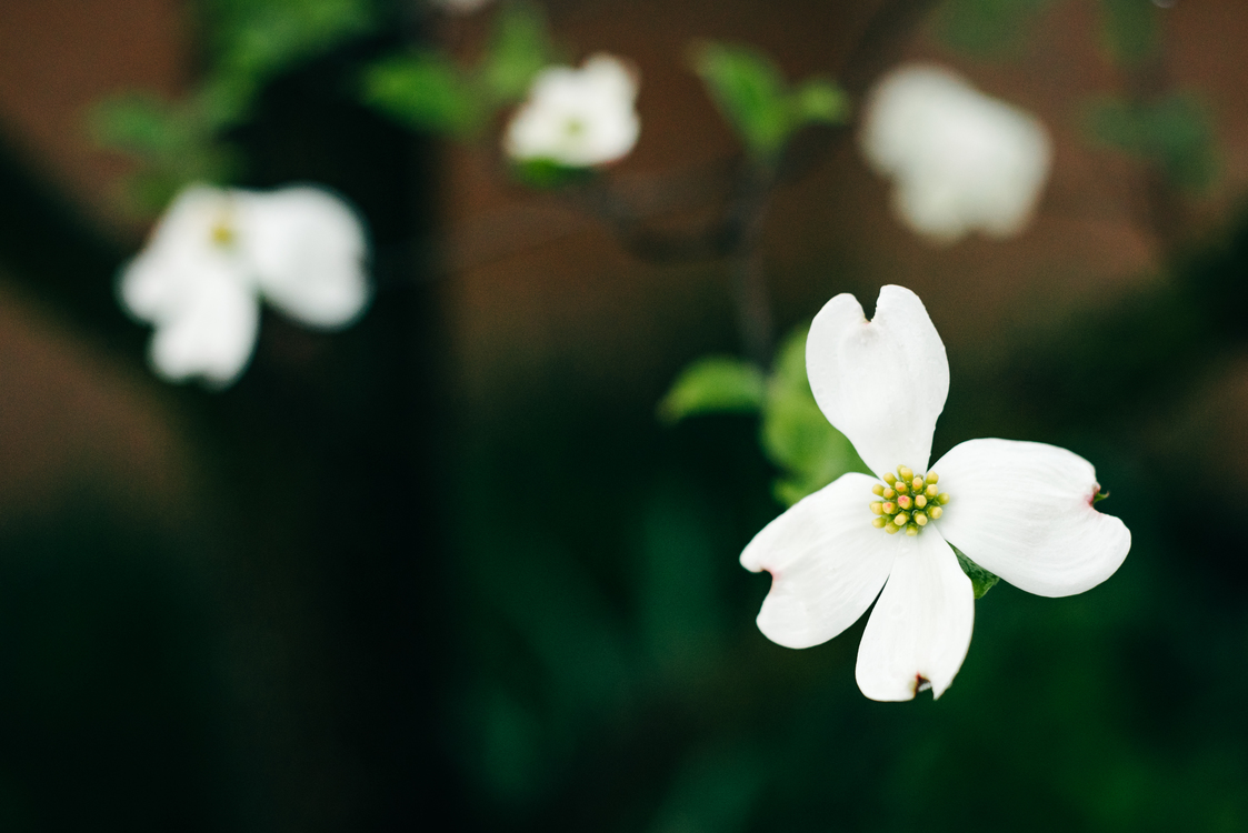 Computer Wallpaper,plant,flora - You Are In My Thoughts Today - HD Wallpaper 
