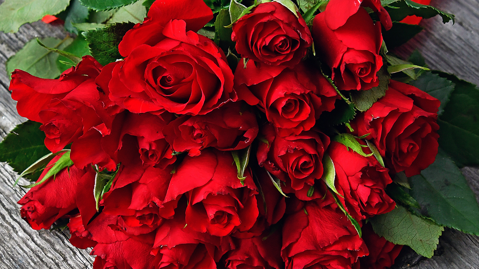 Iphone 6 Wallpaper Red Rose Flower - HD Wallpaper 