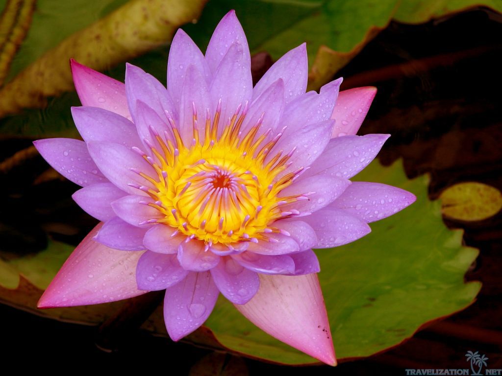 Purple Lotus Flower Wallpaper 1080p Hd - 1080p Lotus Image Hd - HD Wallpaper 