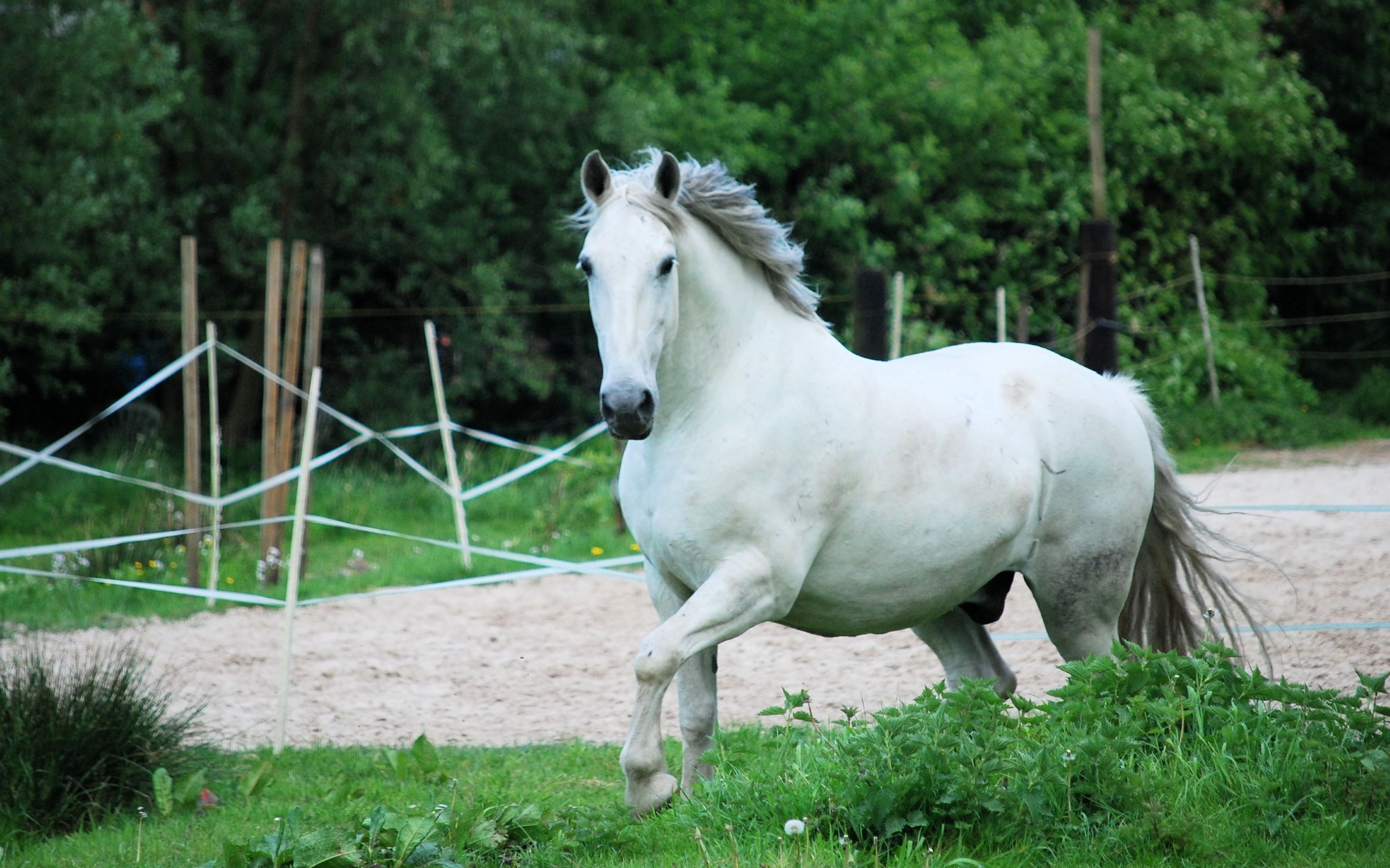 White Horse Hd Background - HD Wallpaper 