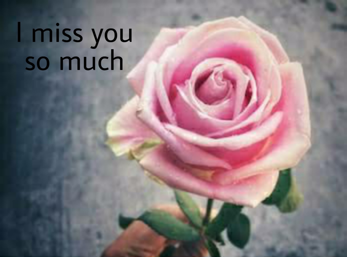I Miss You Images - Garden Roses - HD Wallpaper 