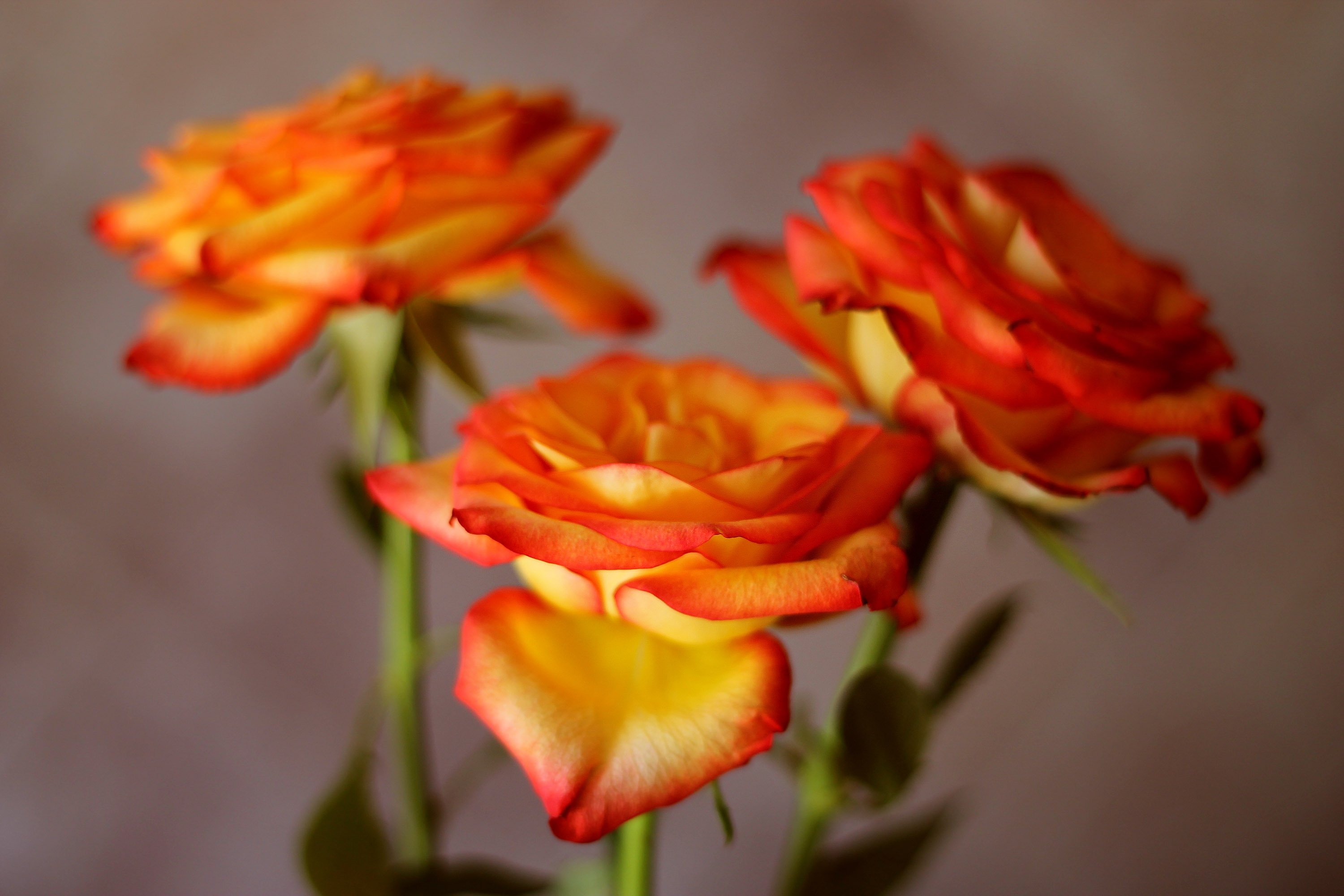 Rose Hd Wallpapers For Mobile - Three Flower In Hd - HD Wallpaper 