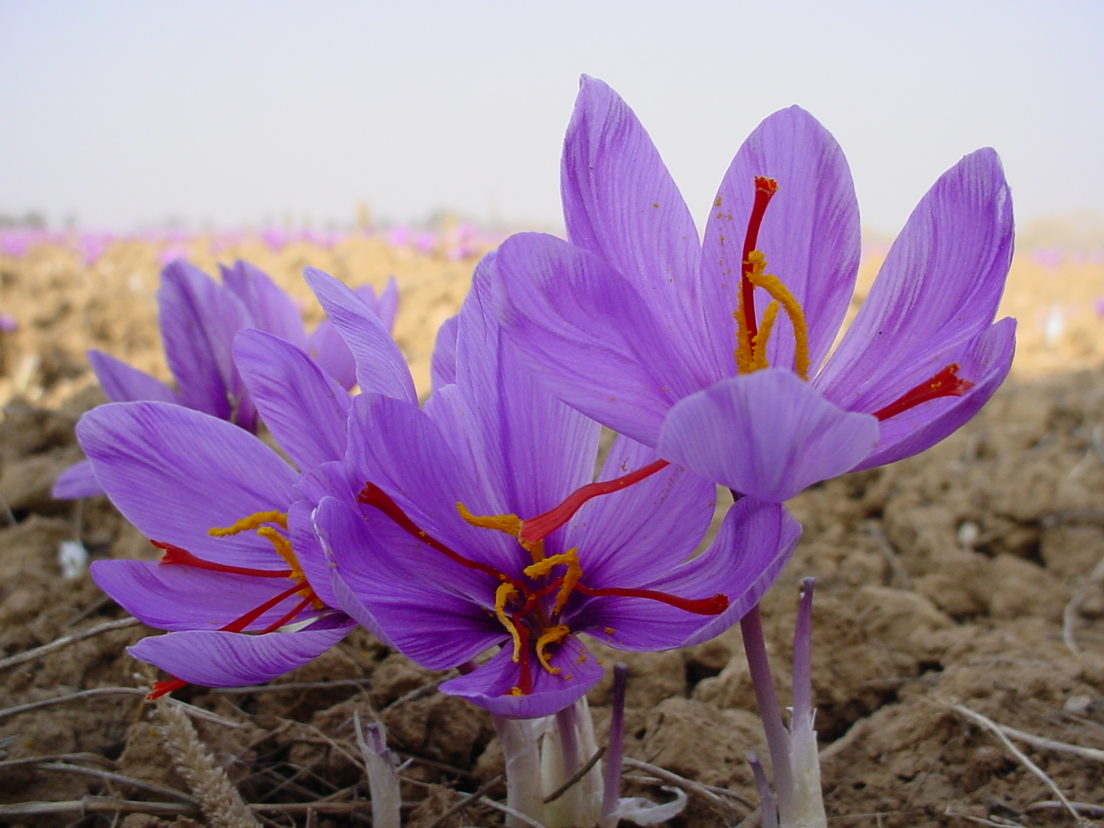 Crocus Flowers Wallpaper Mobile - Saffron Flower - HD Wallpaper 