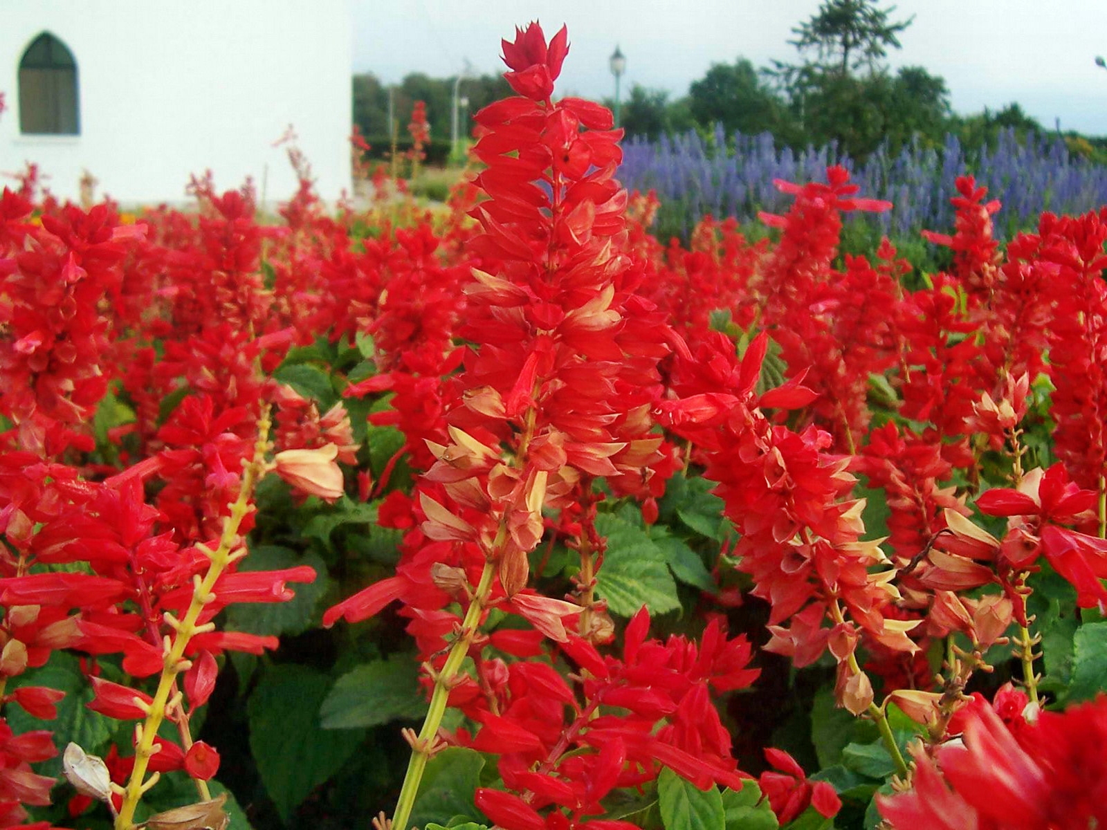 Lupin - HD Wallpaper 