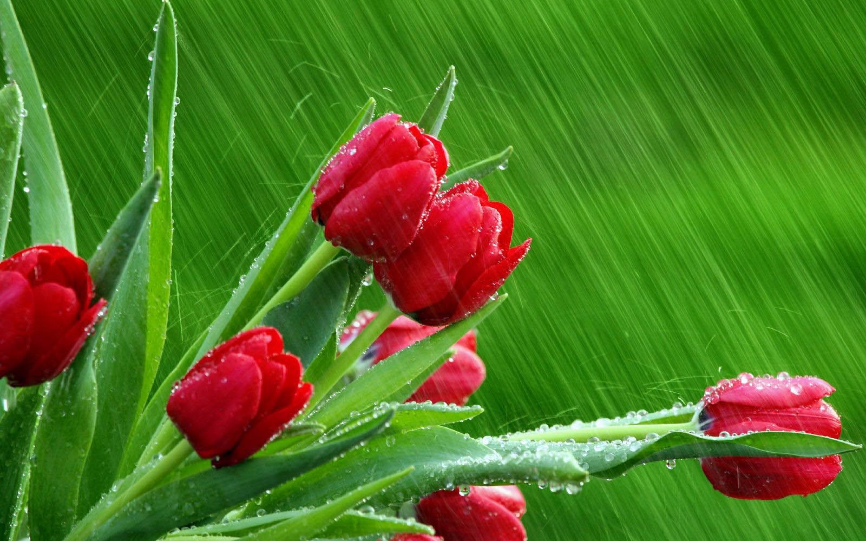Rain Wallpapers For Desktop - HD Wallpaper 