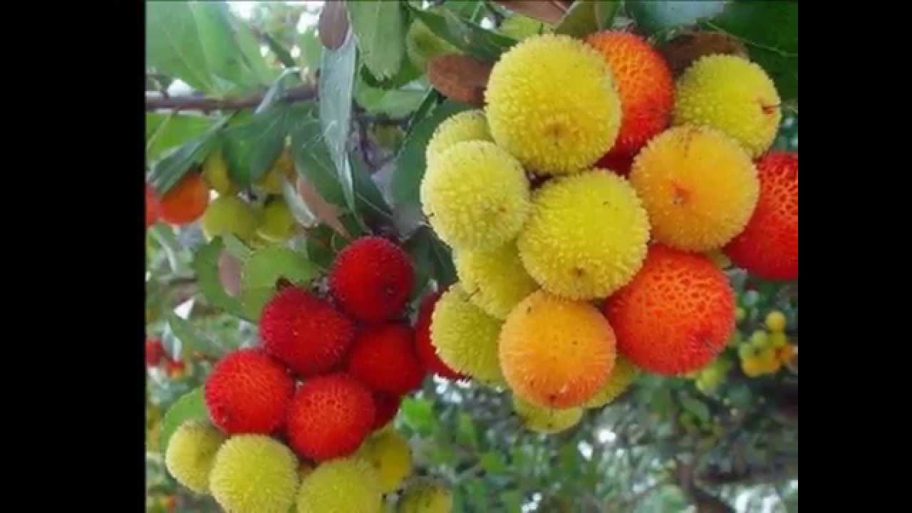 Beautiful Flowers - HD Wallpaper 