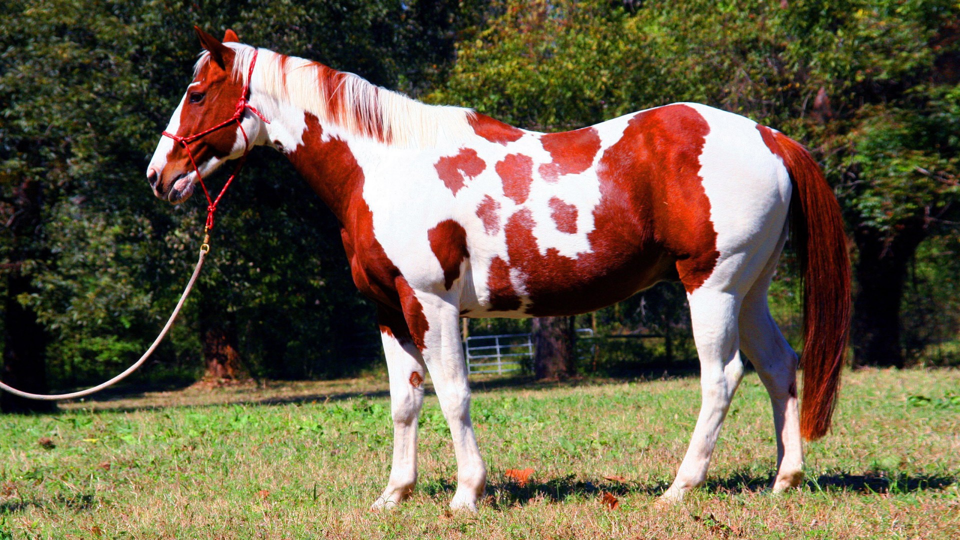 Draft Horse Red And White - HD Wallpaper 